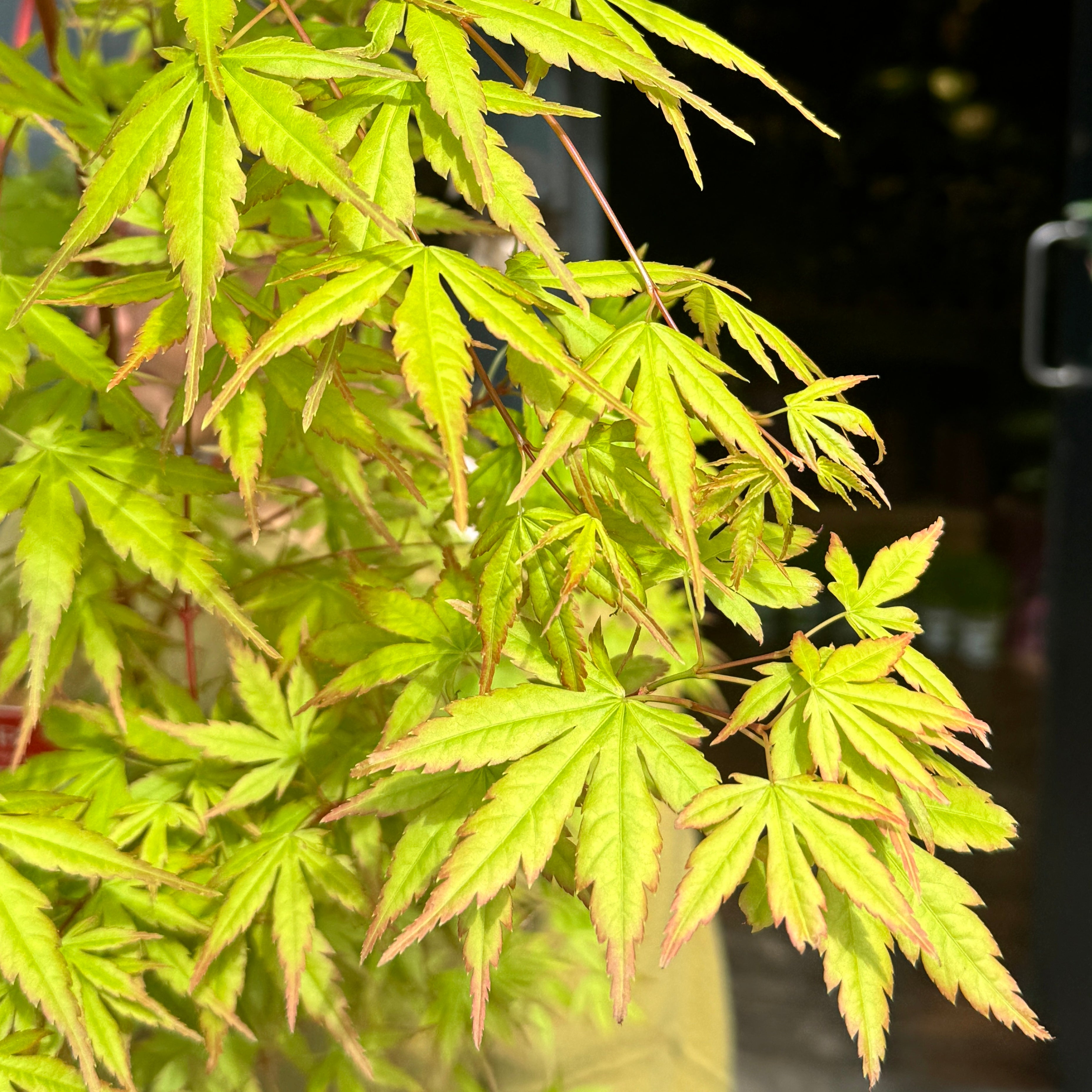 Acer palmatum ‘Sango-kaku’