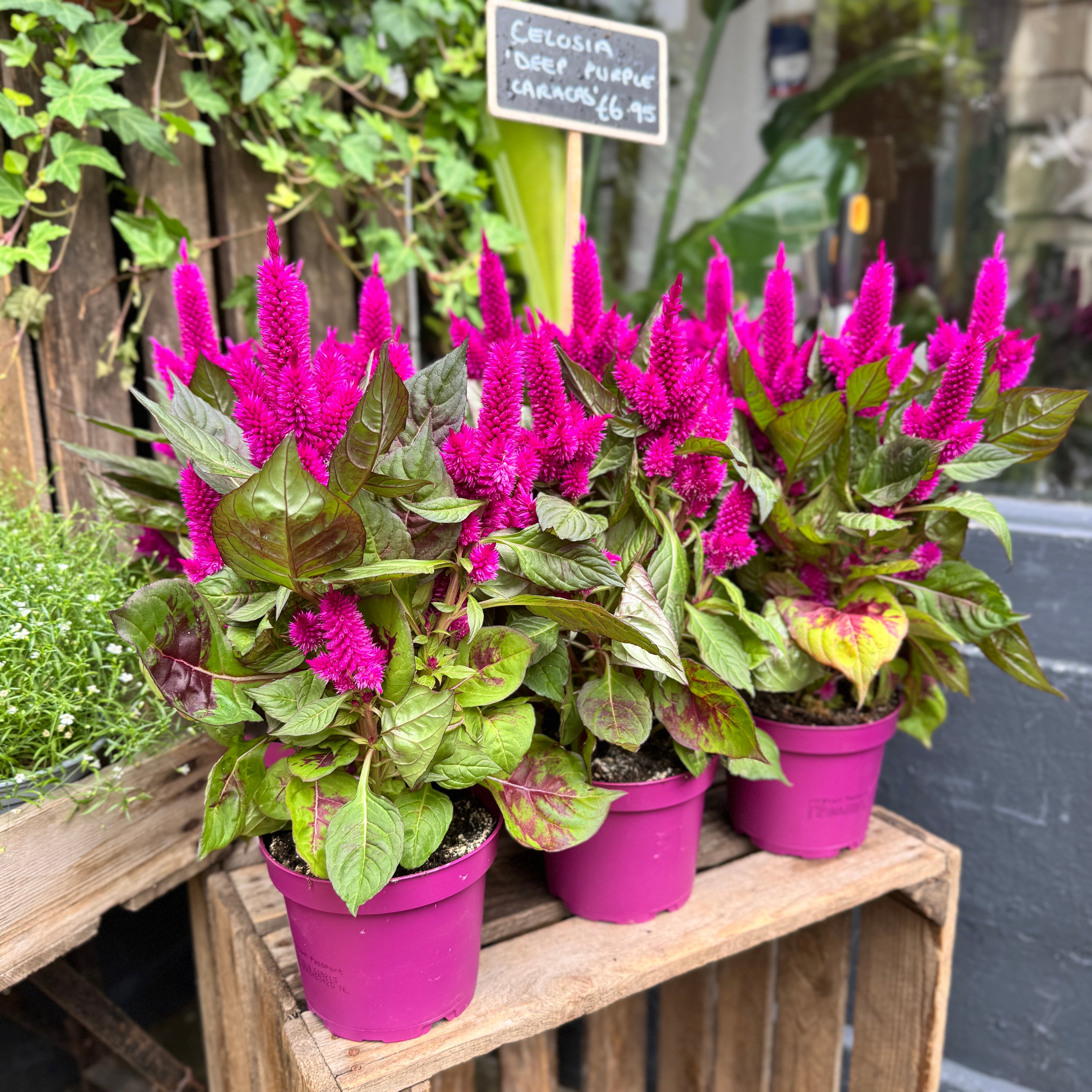 Celosia 'Deep Purple Caracas'