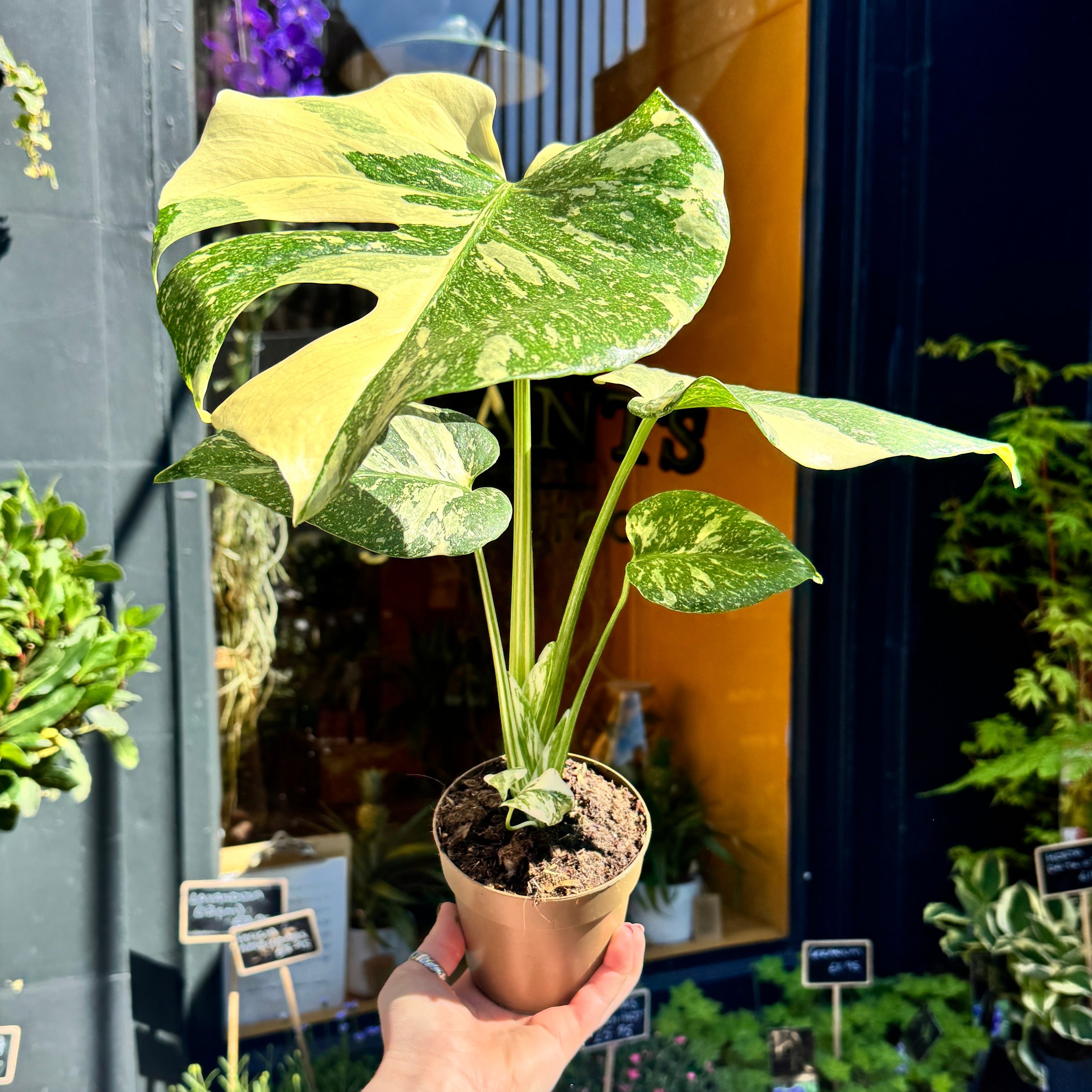 Monstera deliciosa ‘Thai Constellation’