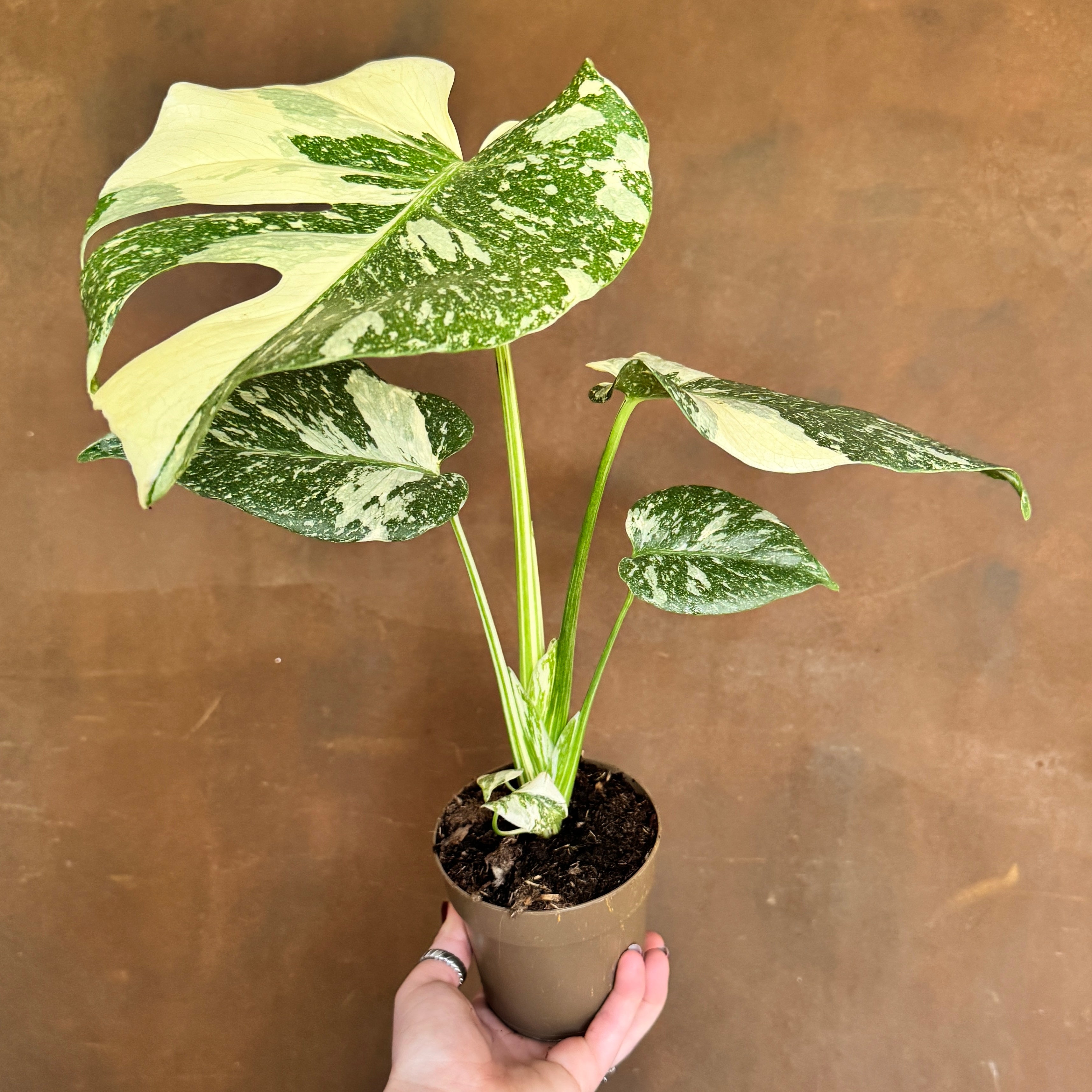 Monstera deliciosa ‘Thai Constellation’