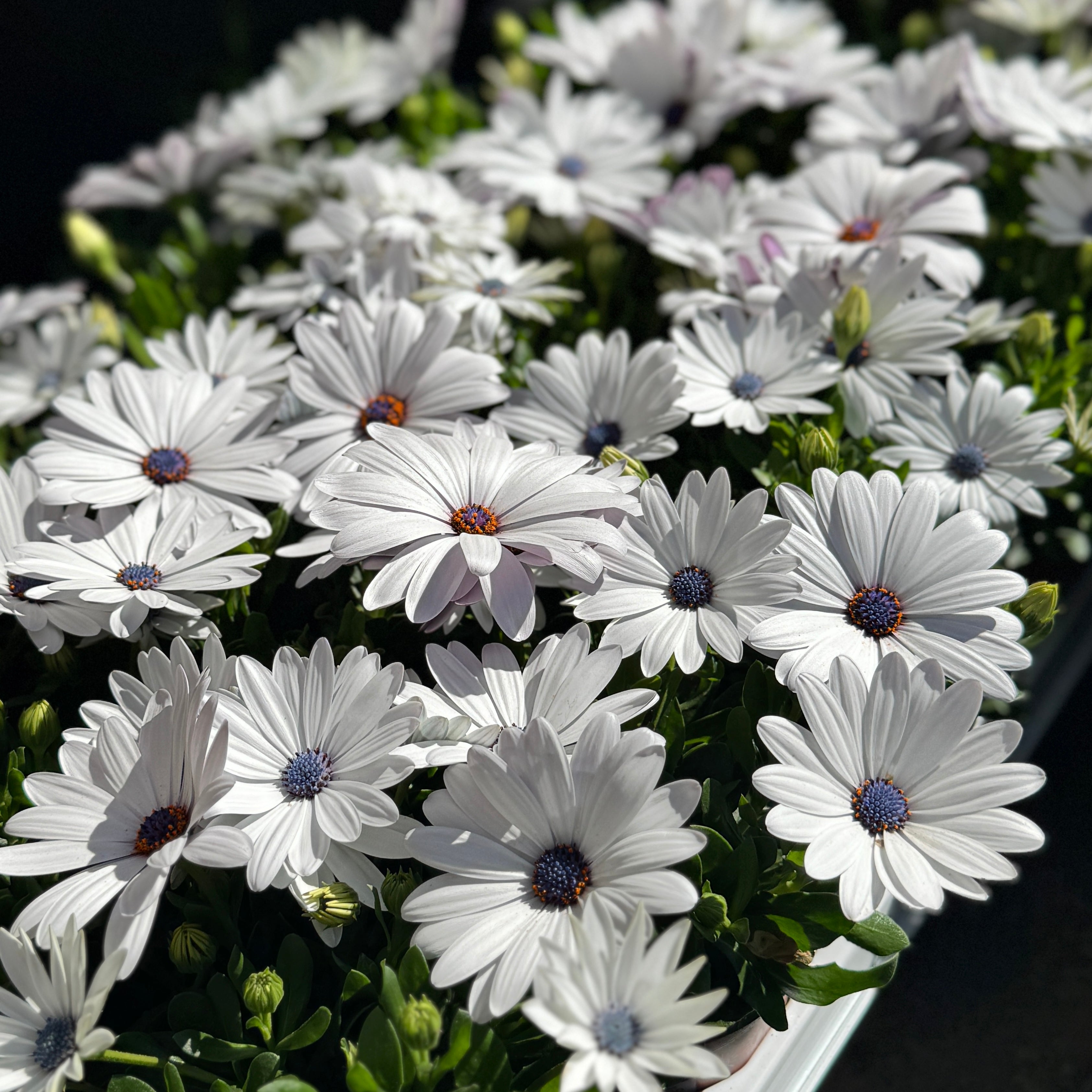 Osteospermum 'Margarita White'