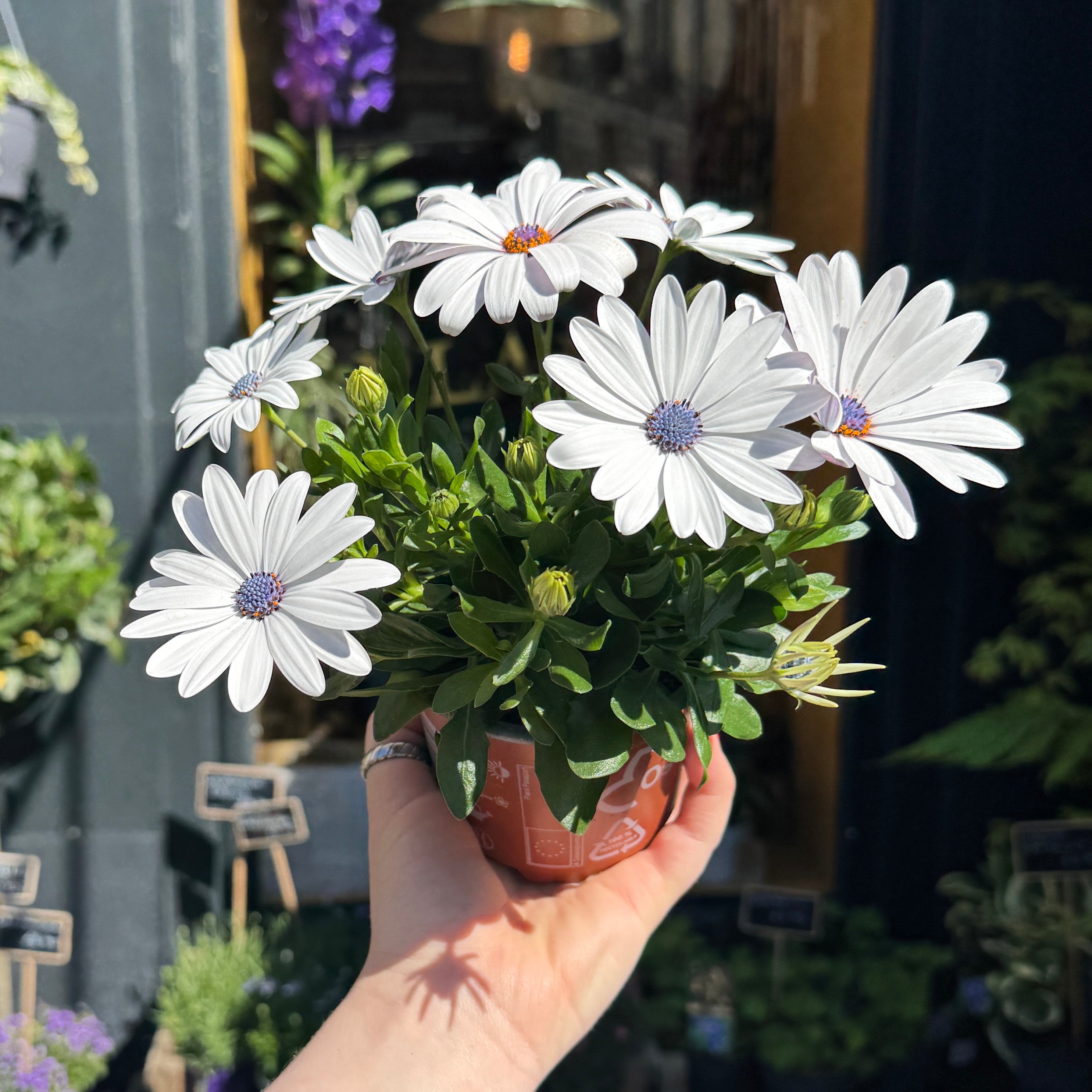 Osteospermum 'Margarita White'