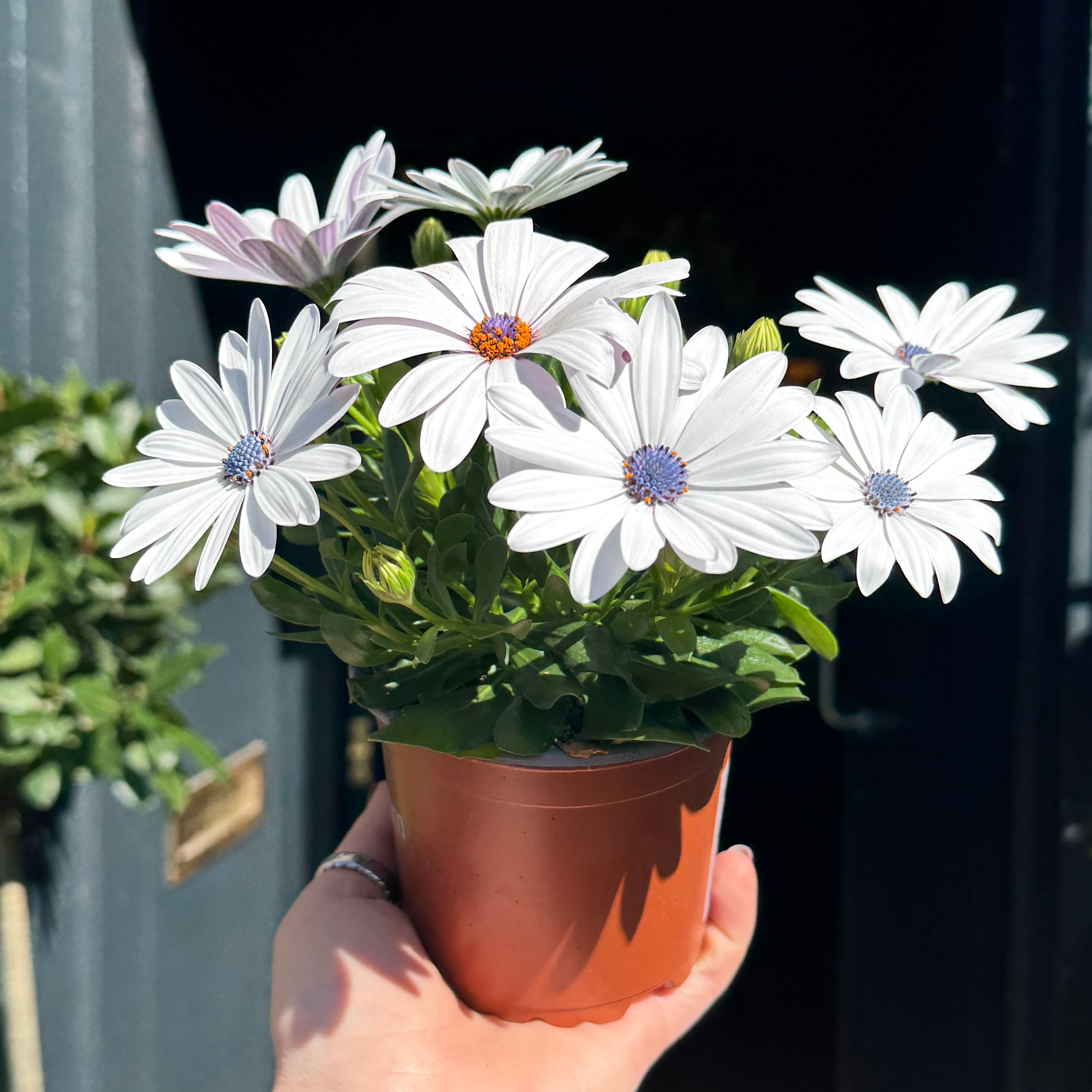 Osteospermum 'Margarita White'