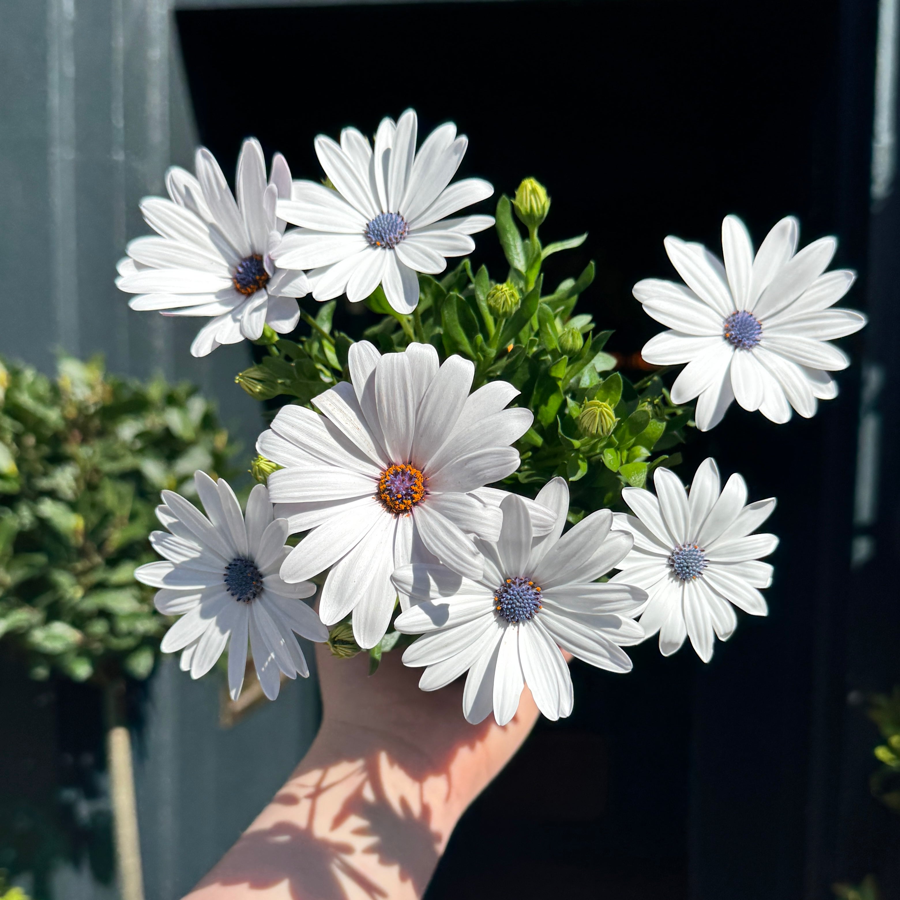 Osteospermum 'Margarita White'
