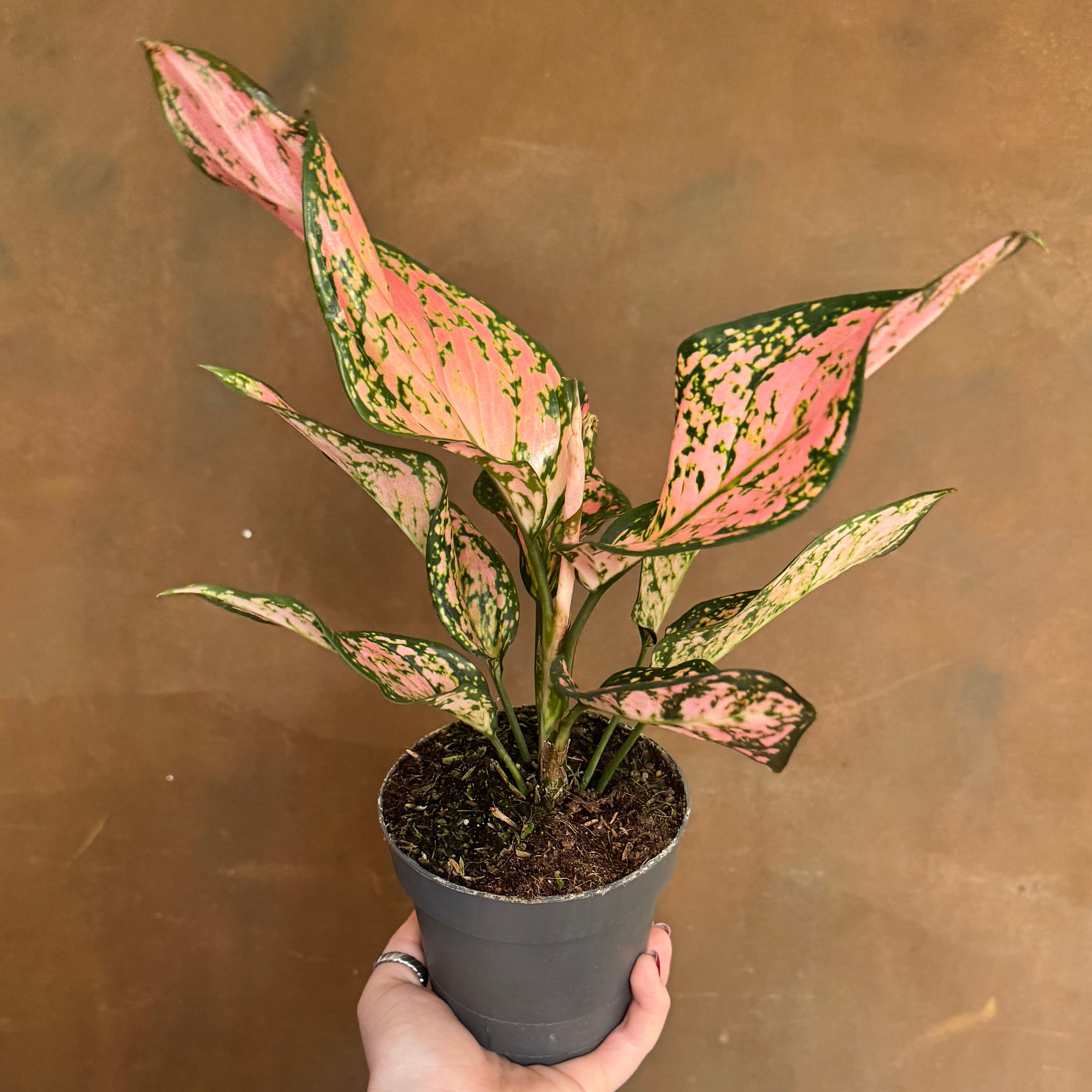 Aglaonema 'Pink Dolphin'