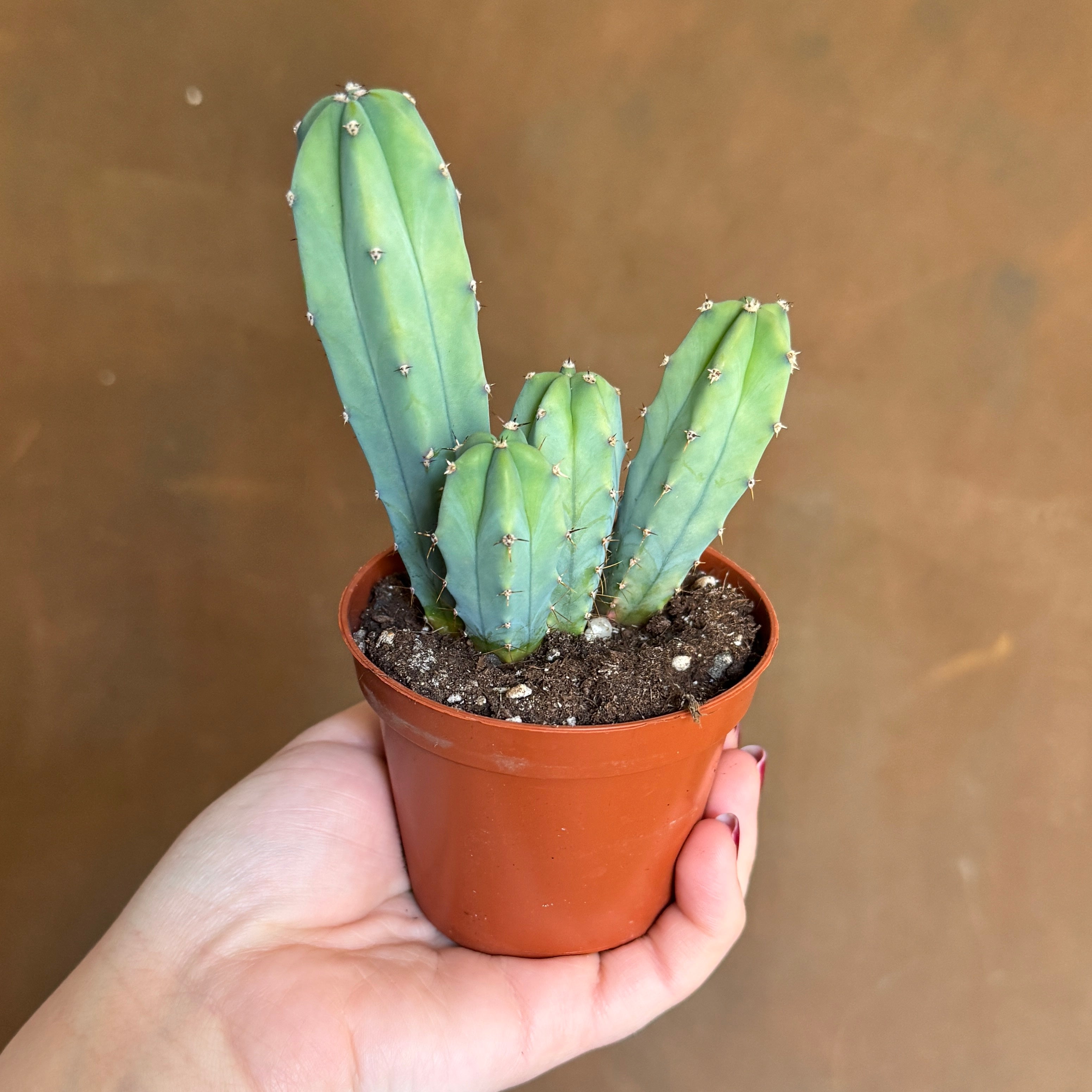 Myrtillocactus geometrizans