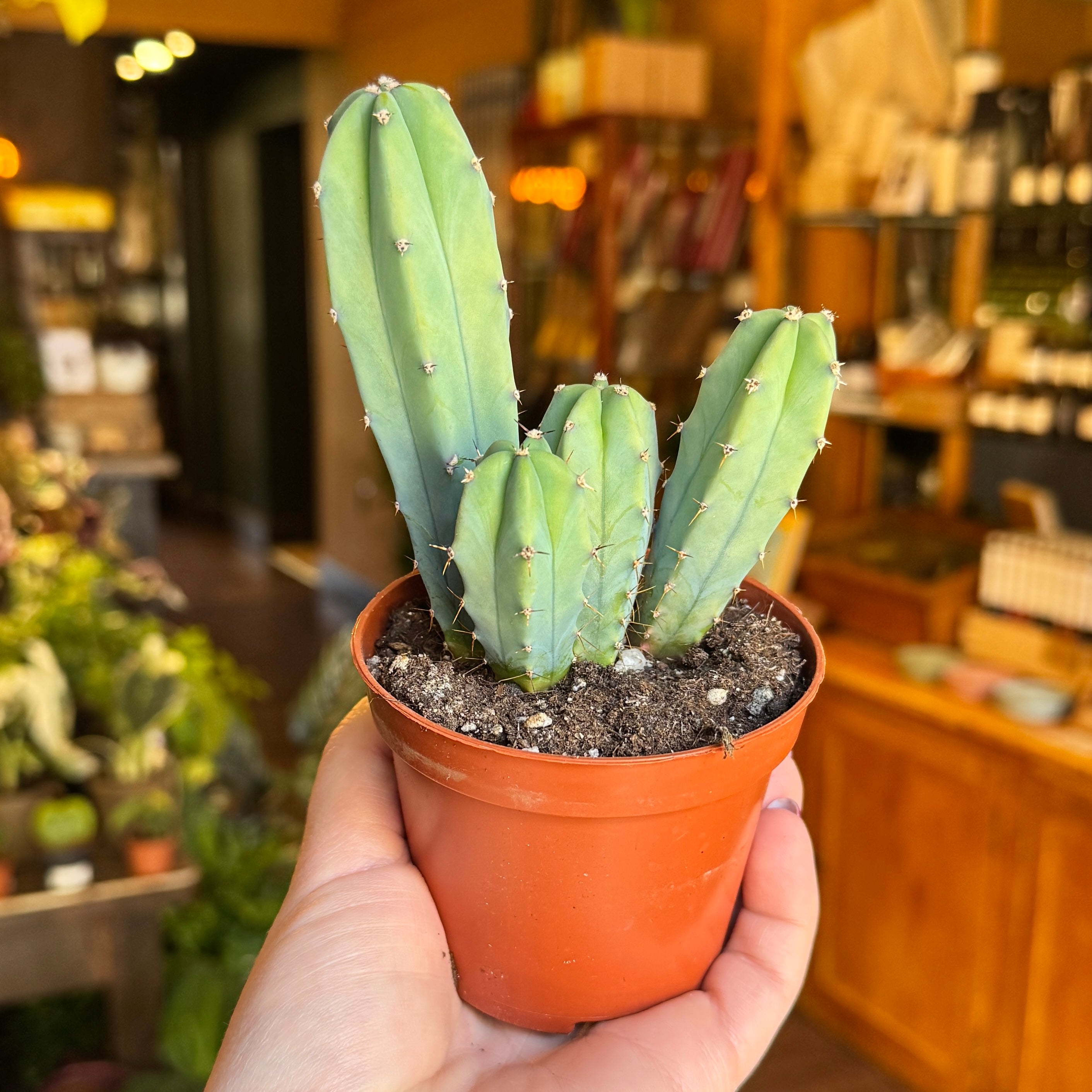Myrtillocactus geometrizans