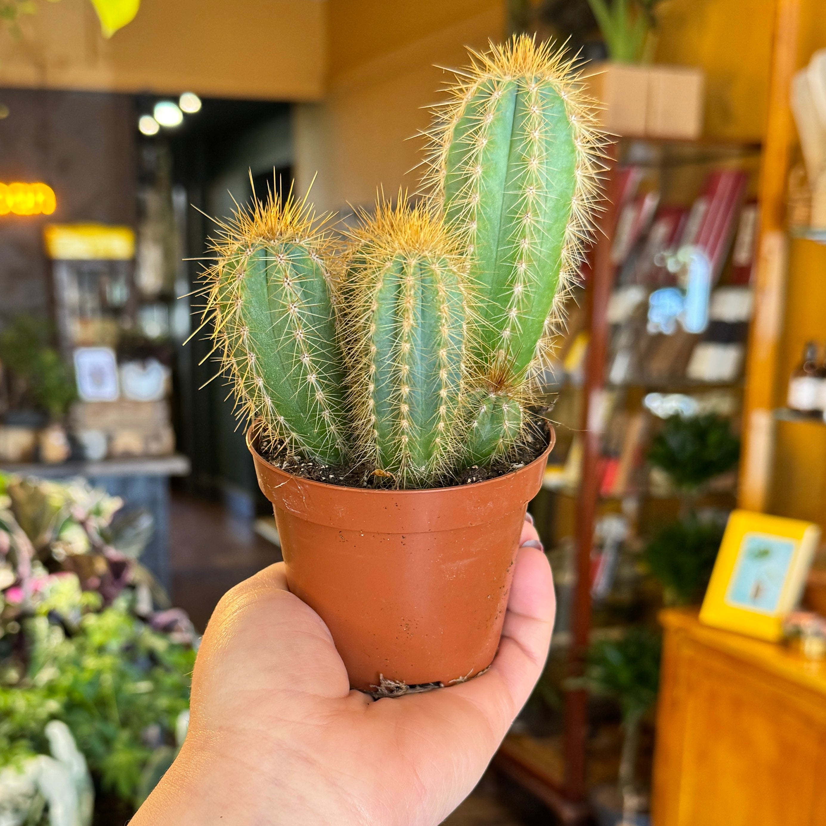 Pilosocereus azureus