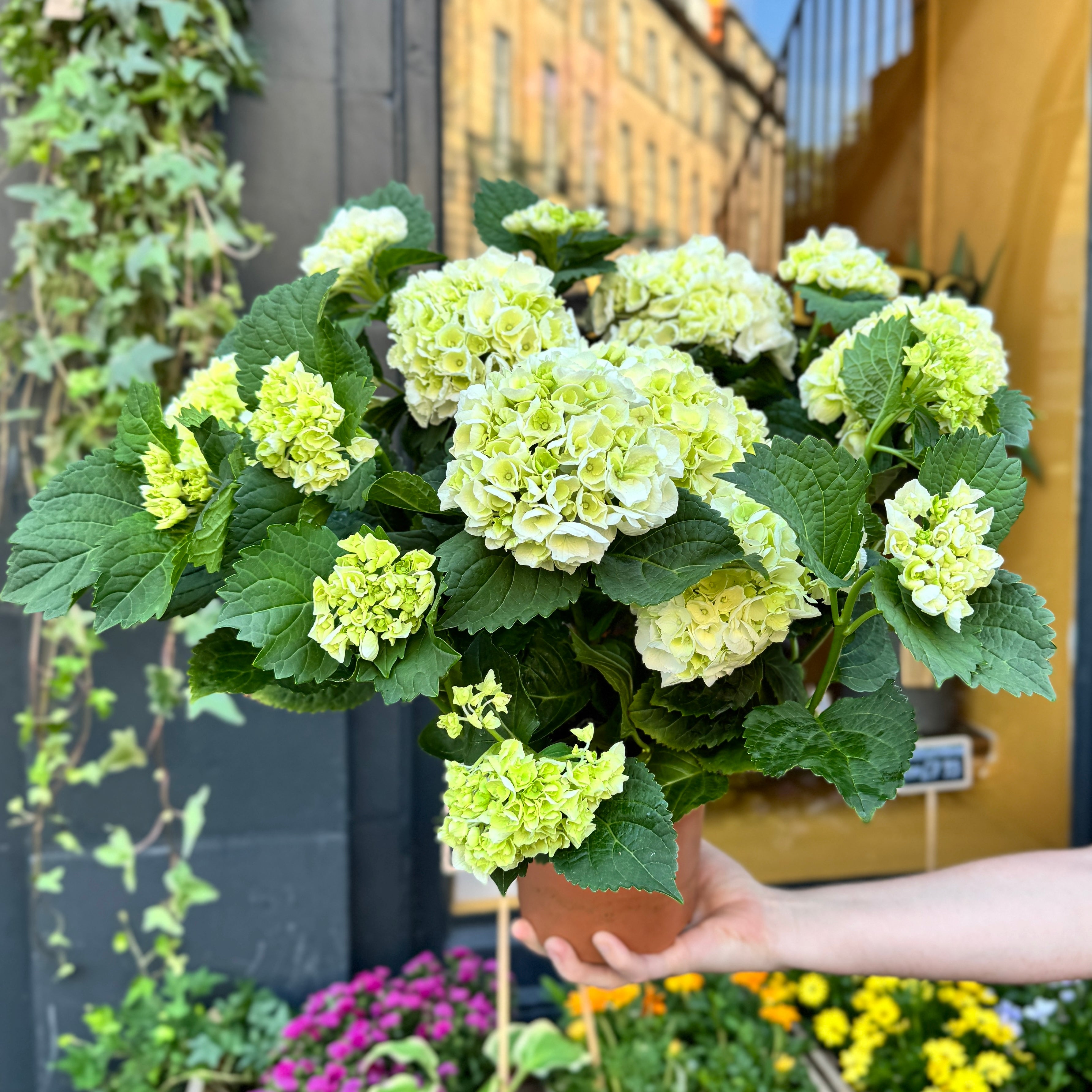 Hydrangea 'White'