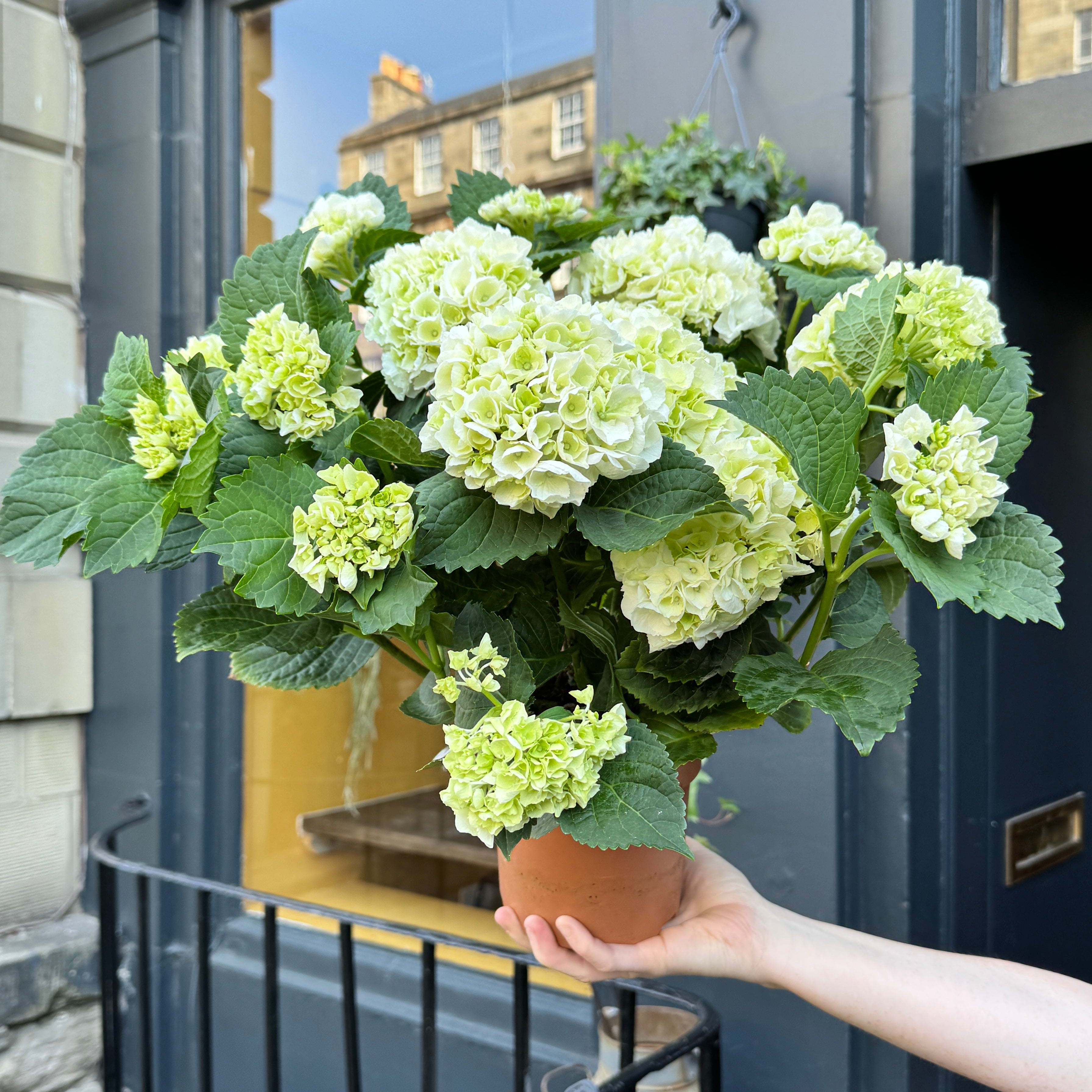 Hydrangea 'White'