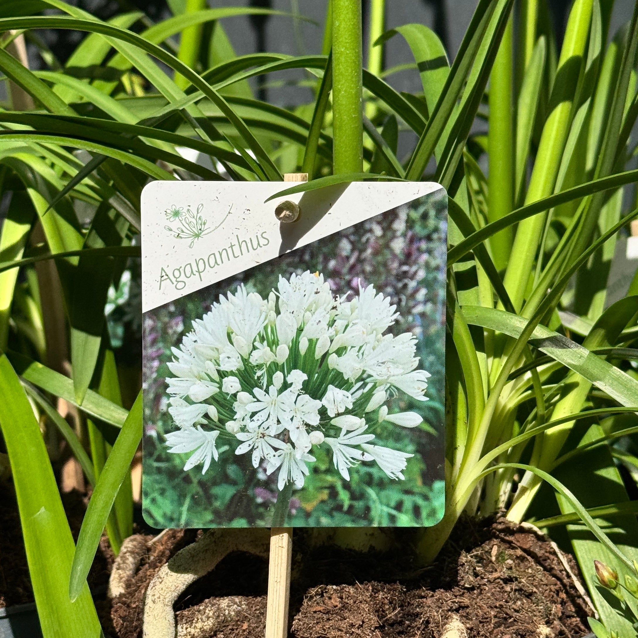Agapanthus 'Charlotte White'