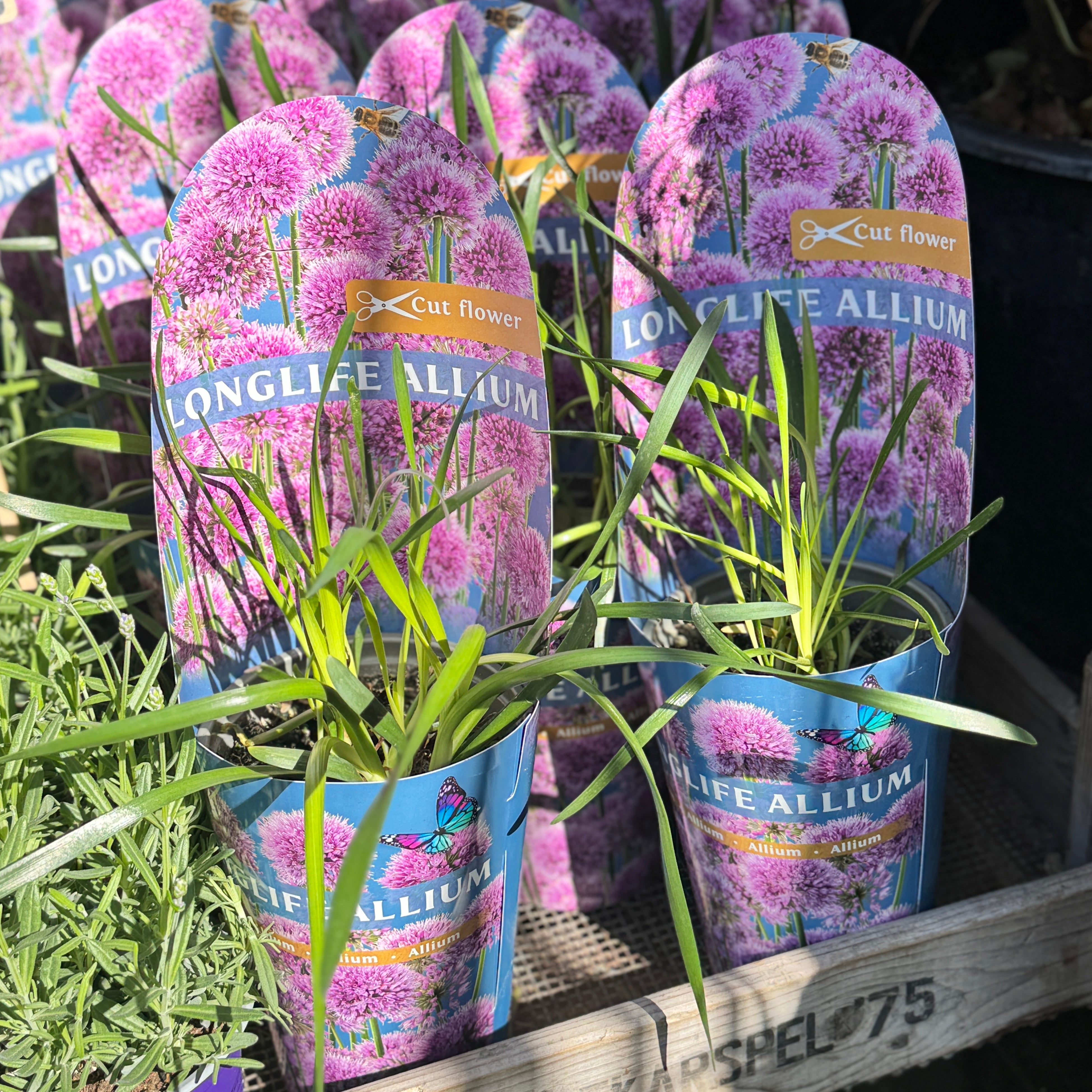 Allium 'Millenium'