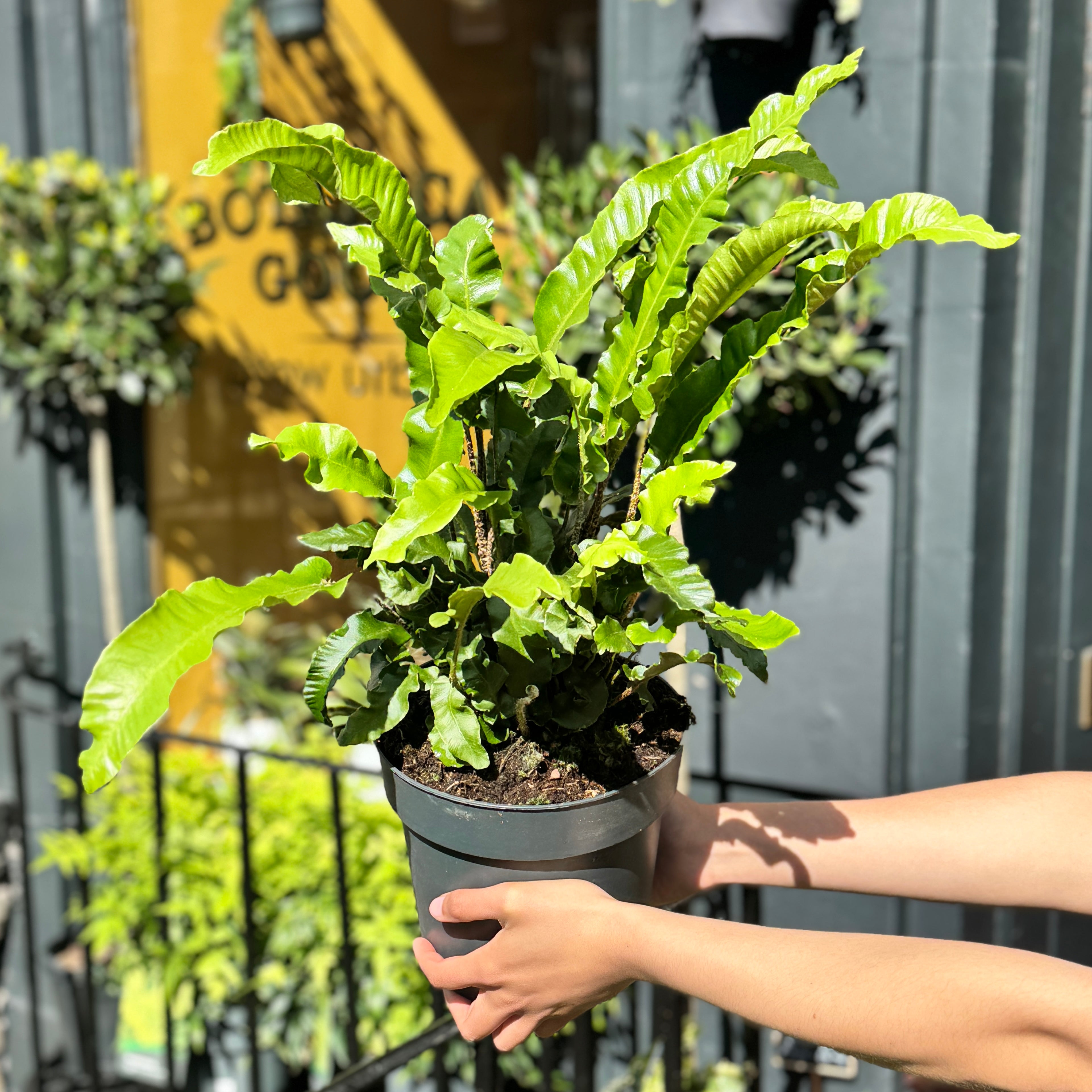 Asplenium scolopendrium