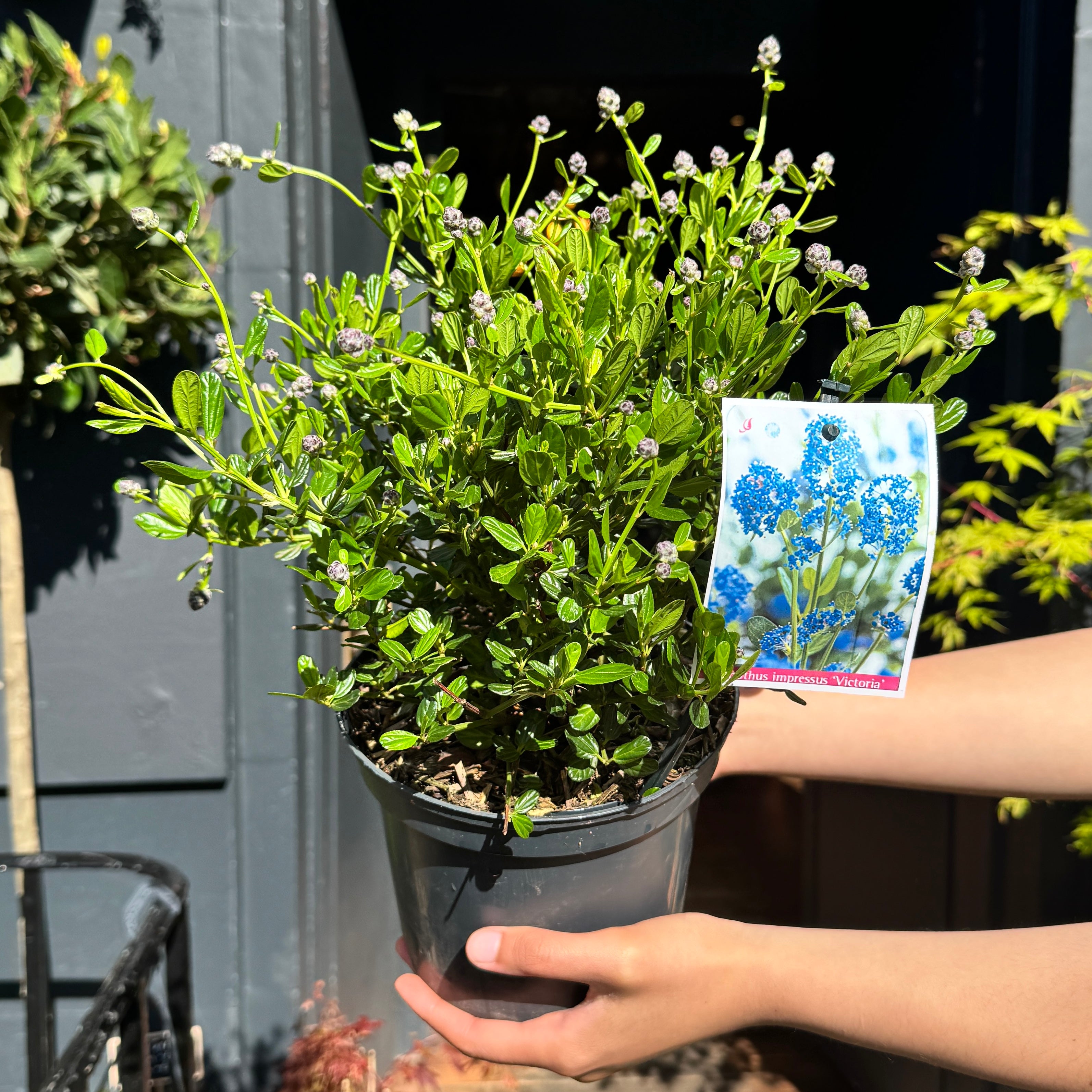 Ceanothus 'Victoria'