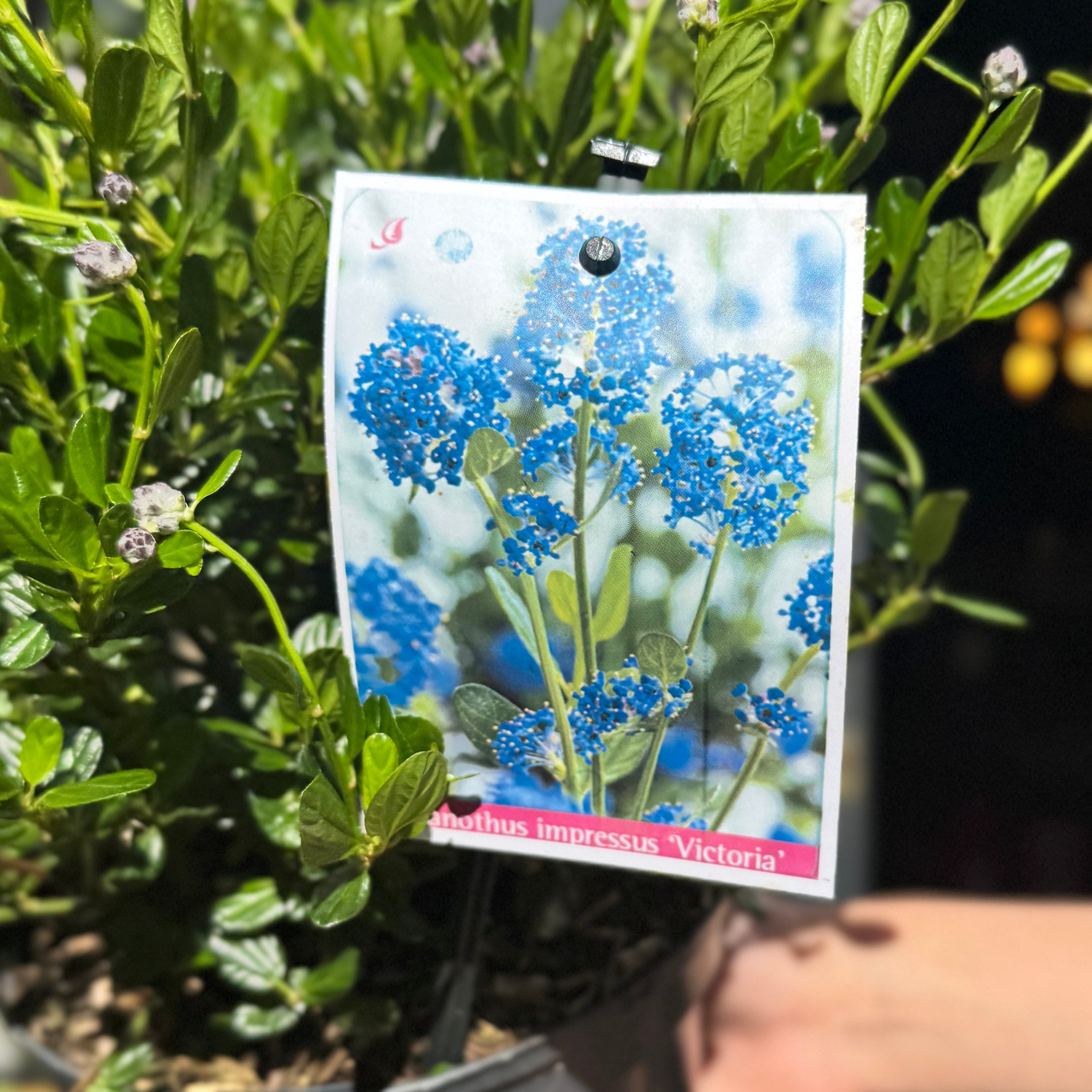 Ceanothus 'Victoria'