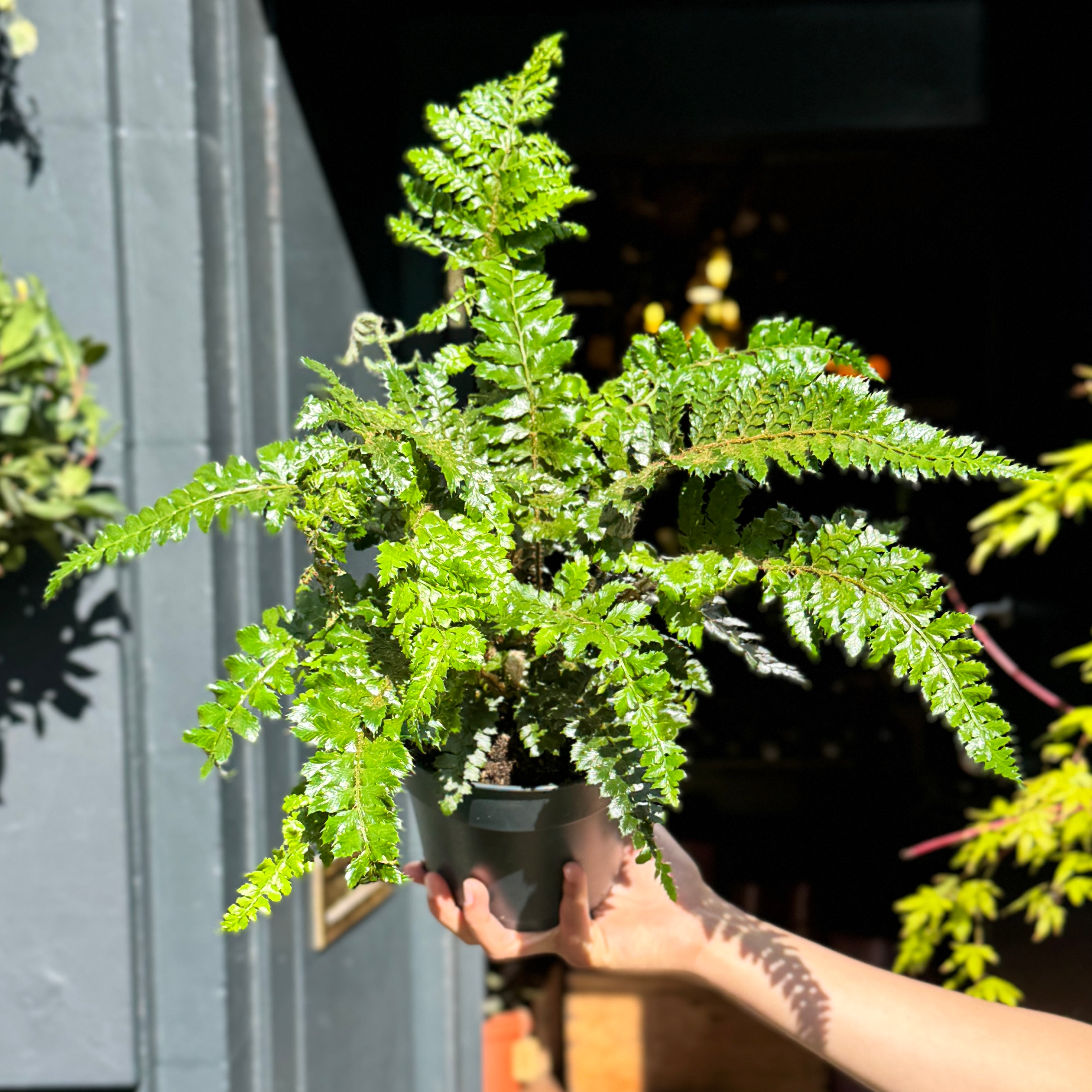 Polystichum polyblepharum