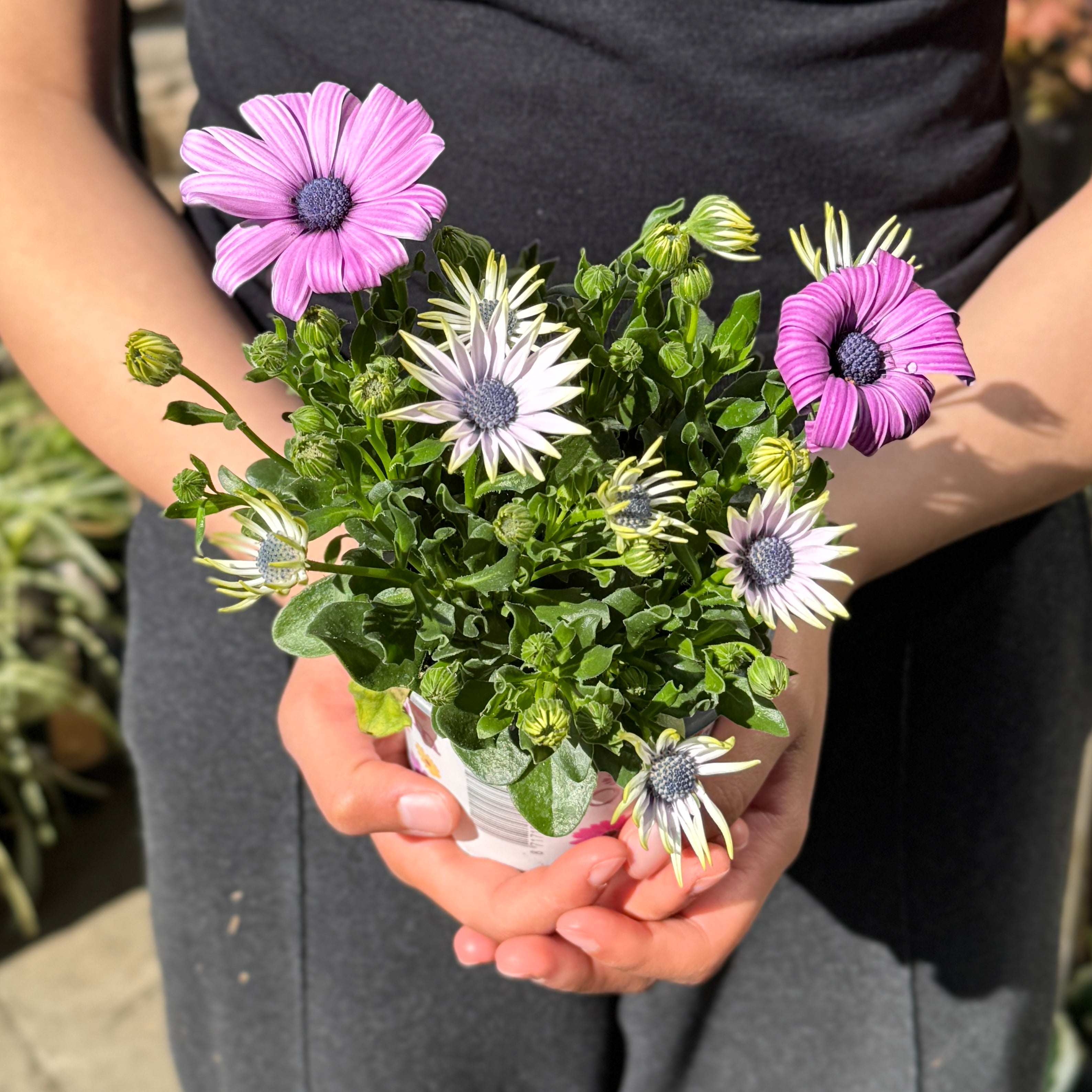 Osteospermum 'Lavender Pink'