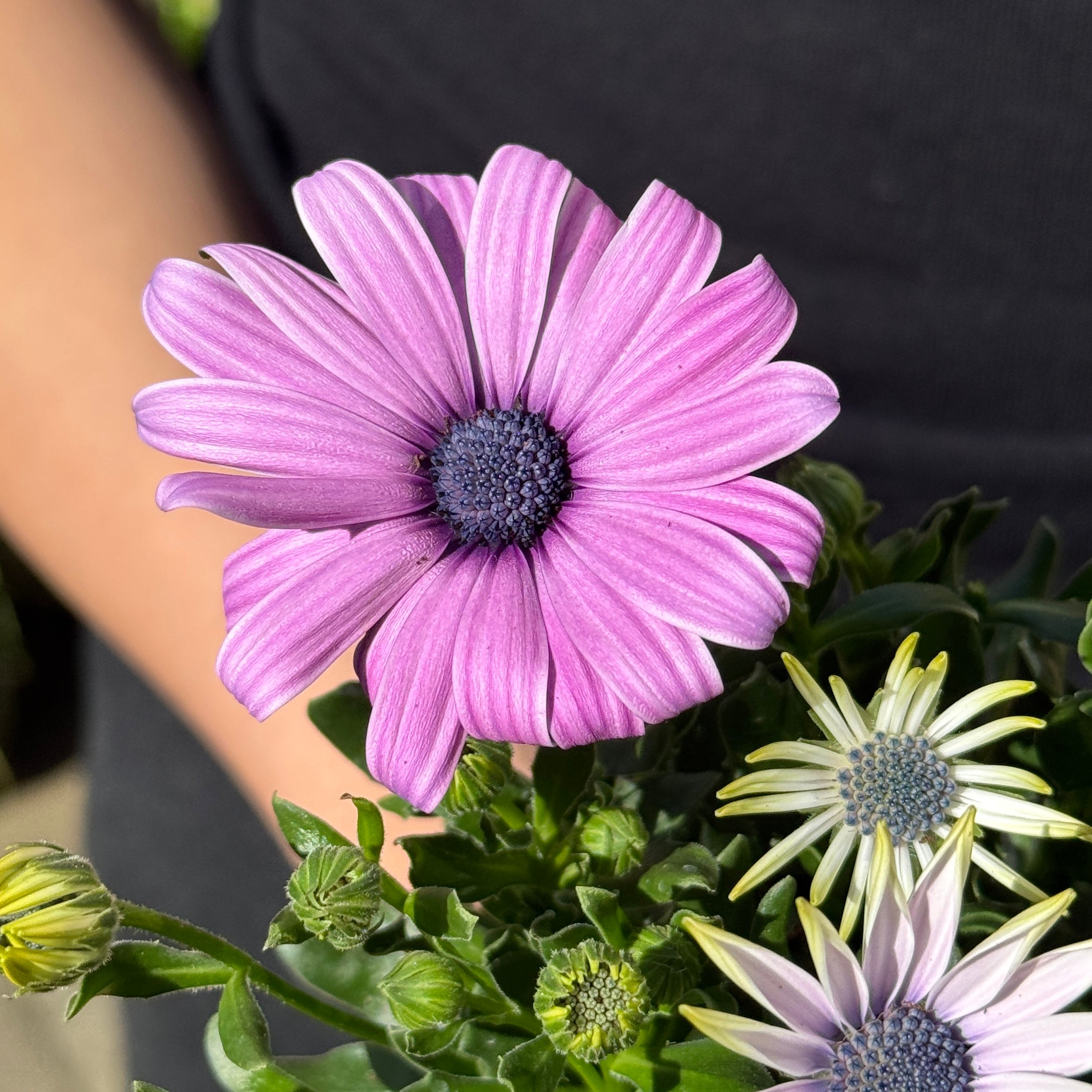 Osteospermum 'Lavender Pink'