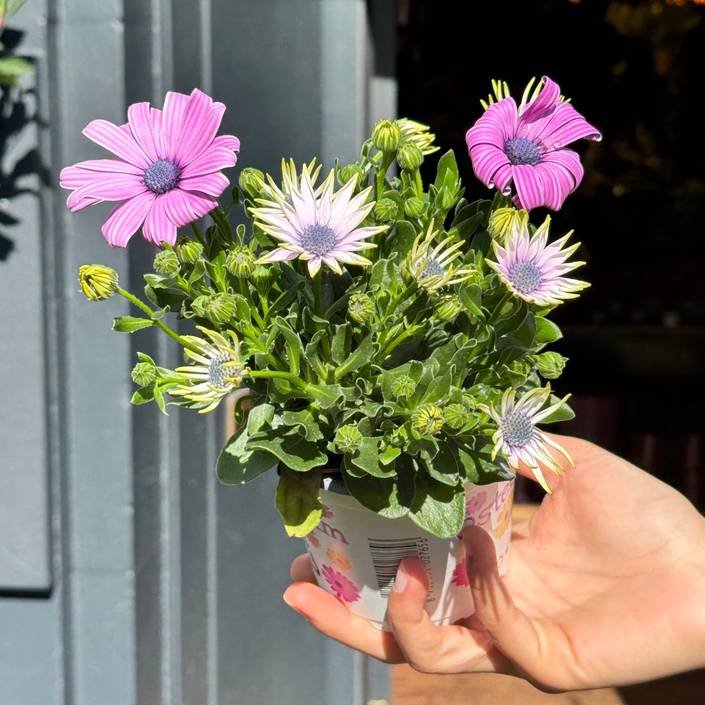 Osteospermum 'Lavender Pink'