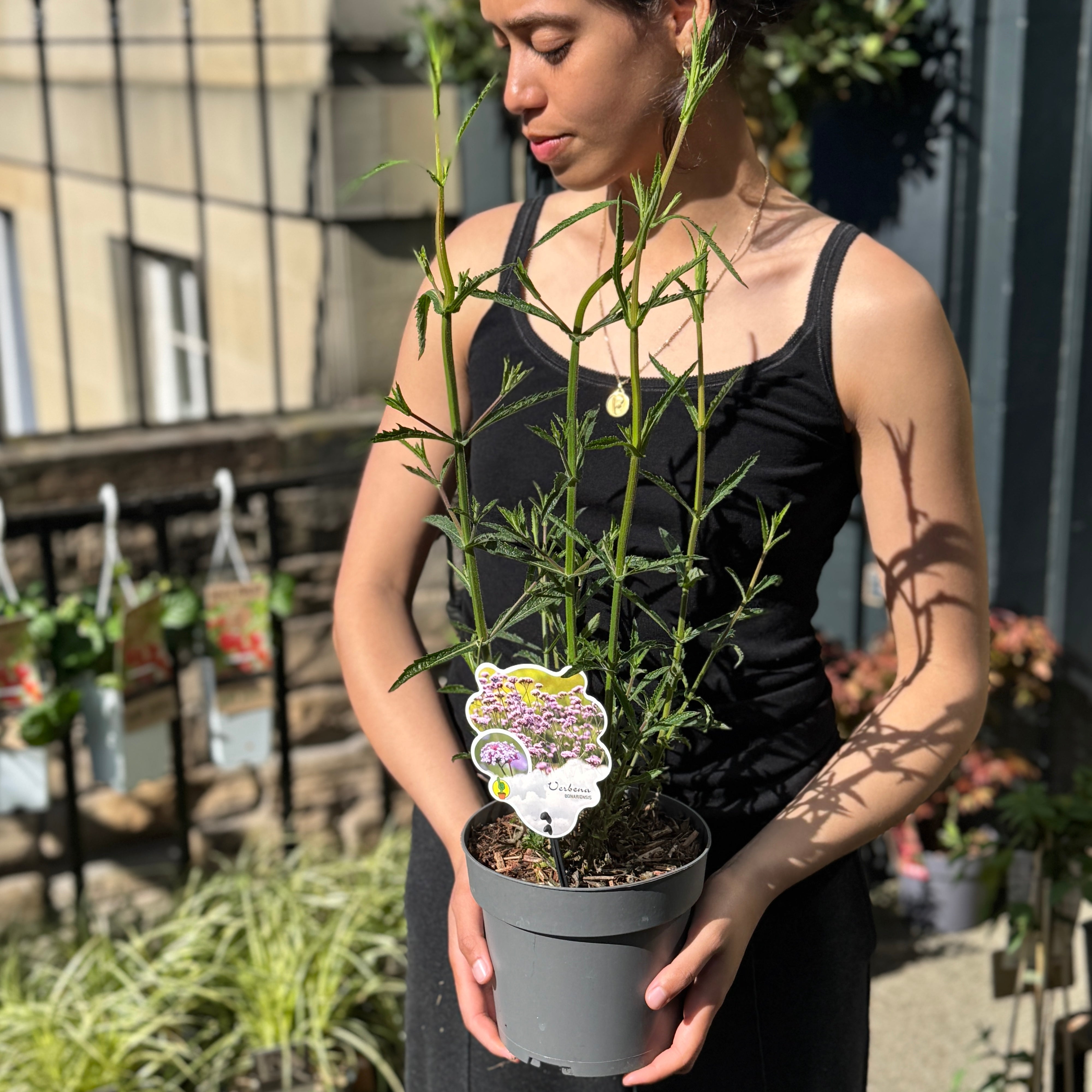 Verbena bonariensis