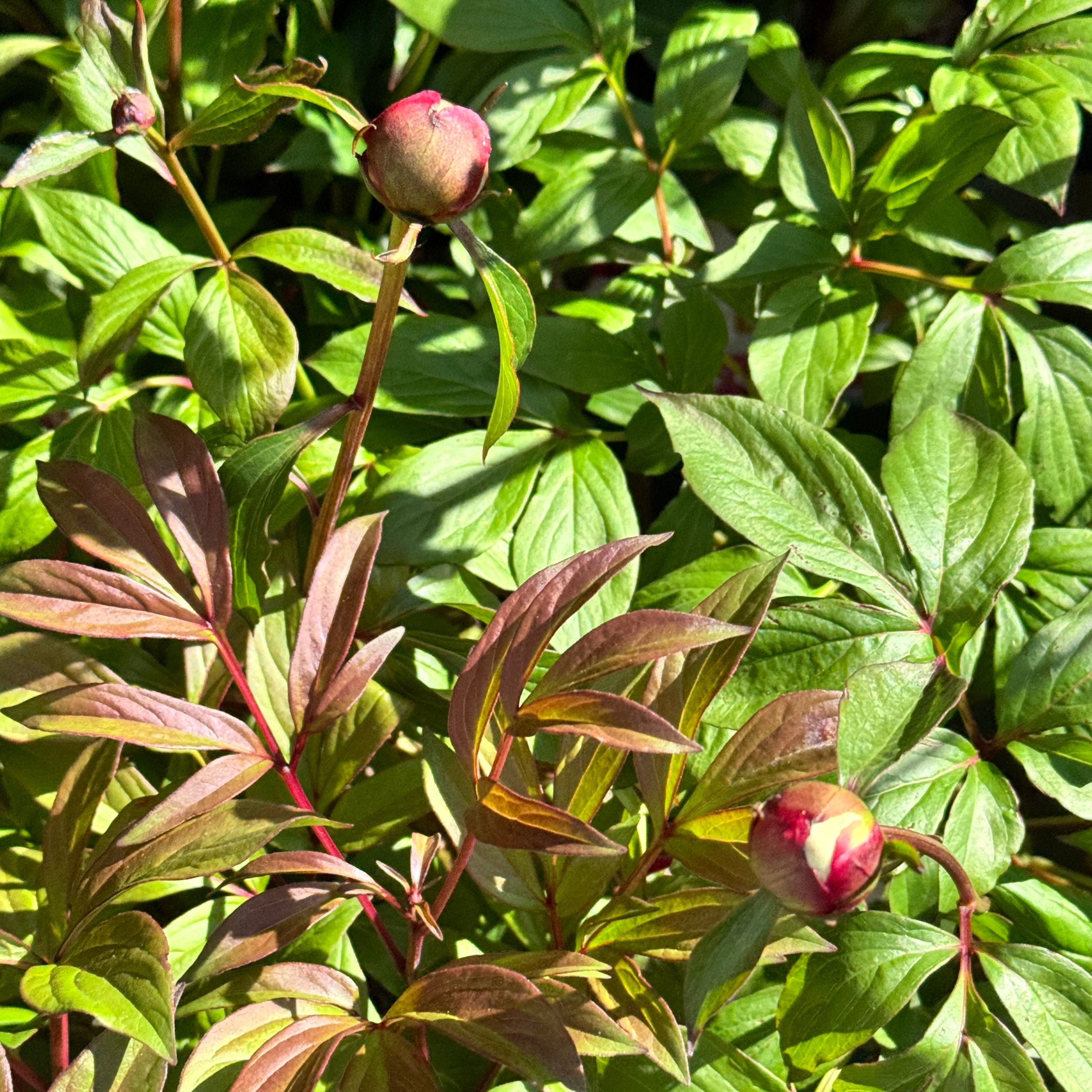 Paeonia lactiflora