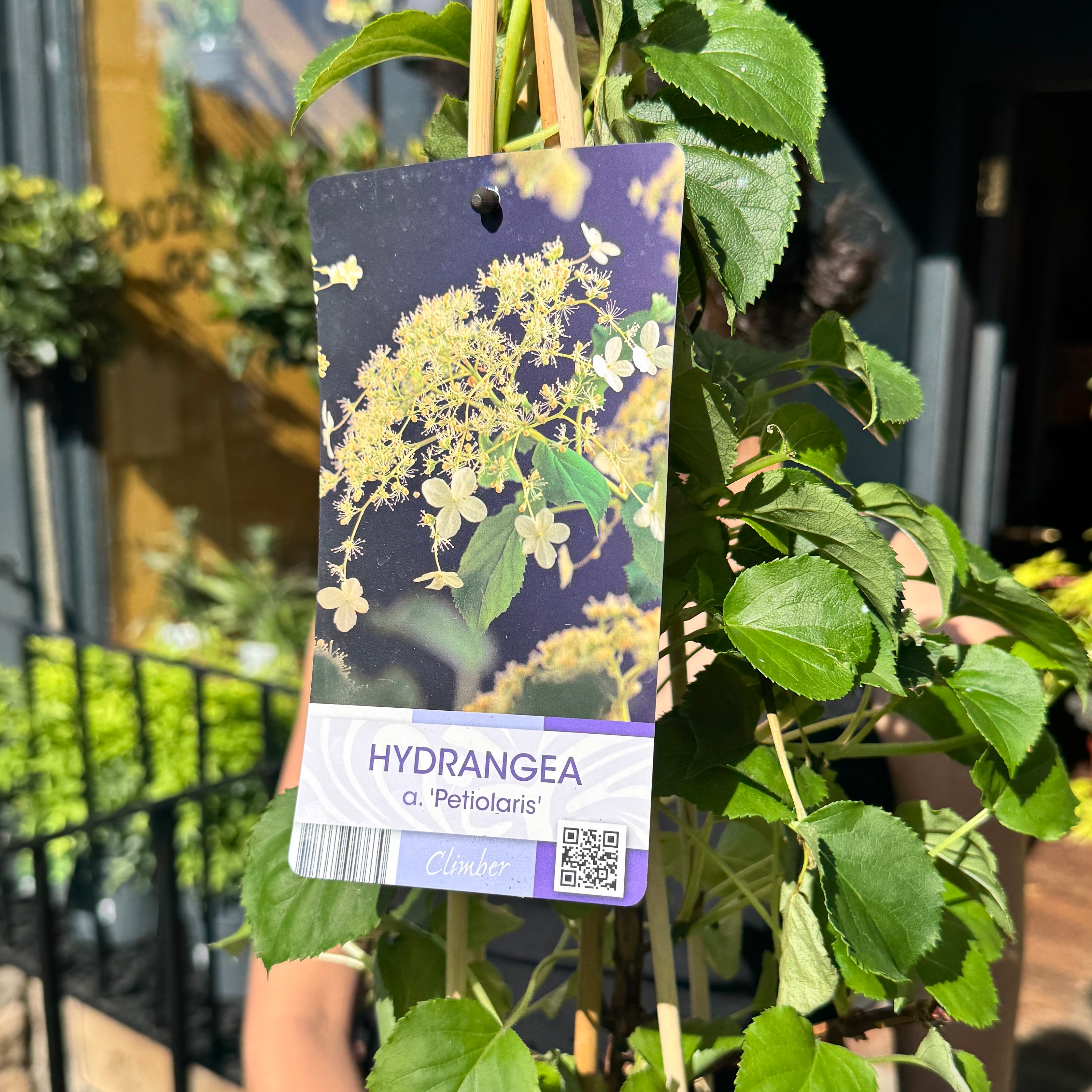 Hydrangea anomala subsp. petiolaris