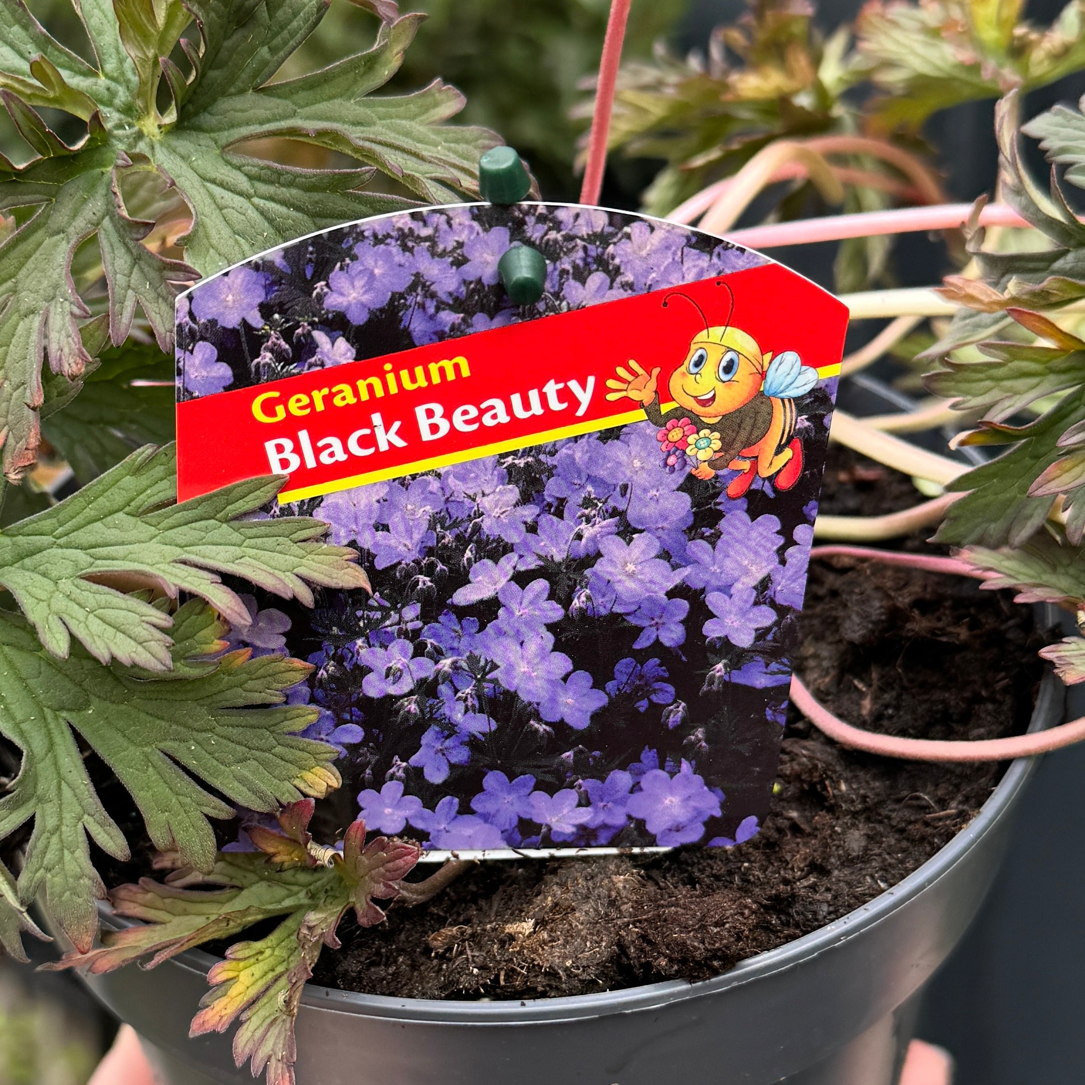 Geranium 'Black Beauty'