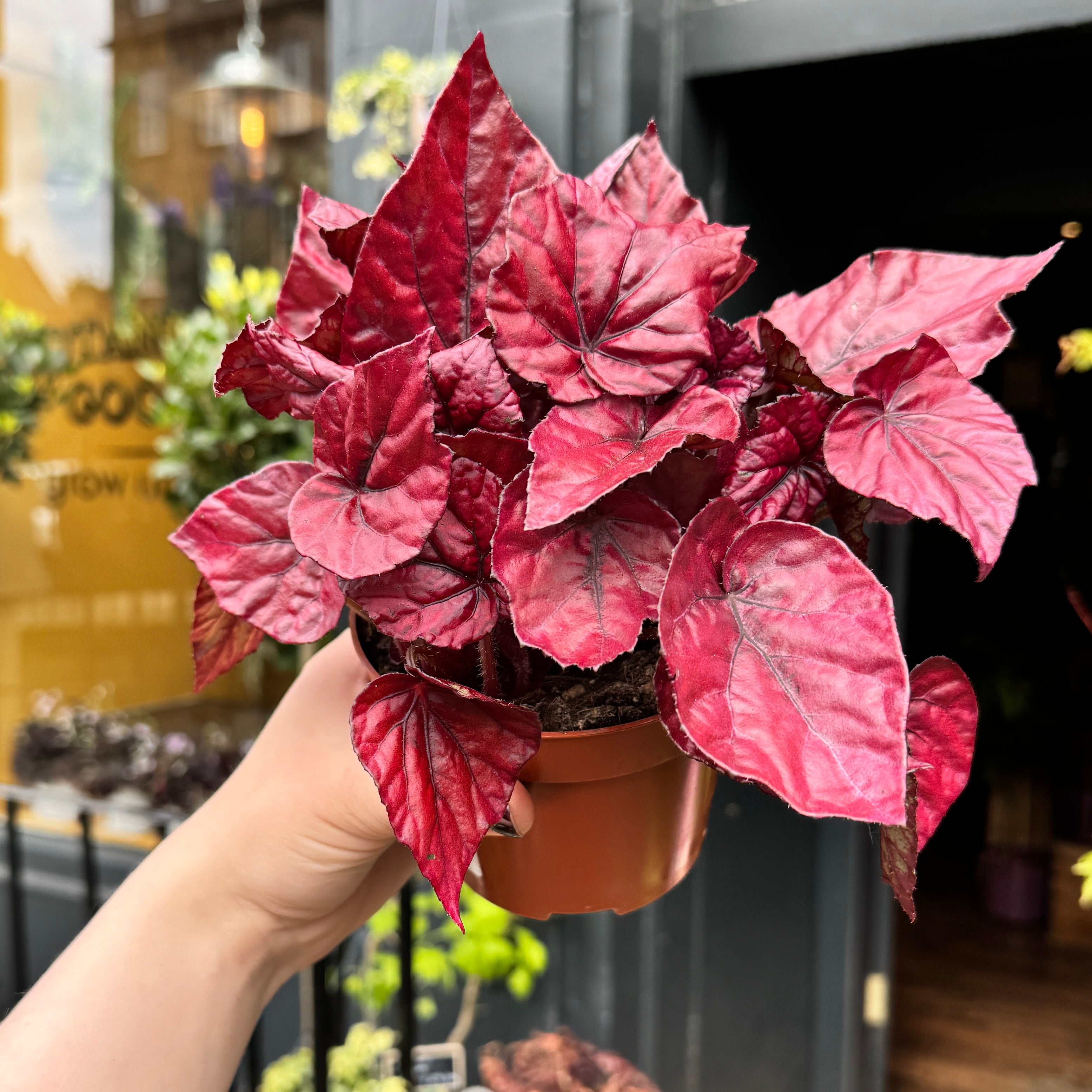Begonia rex 'Inca Flame'