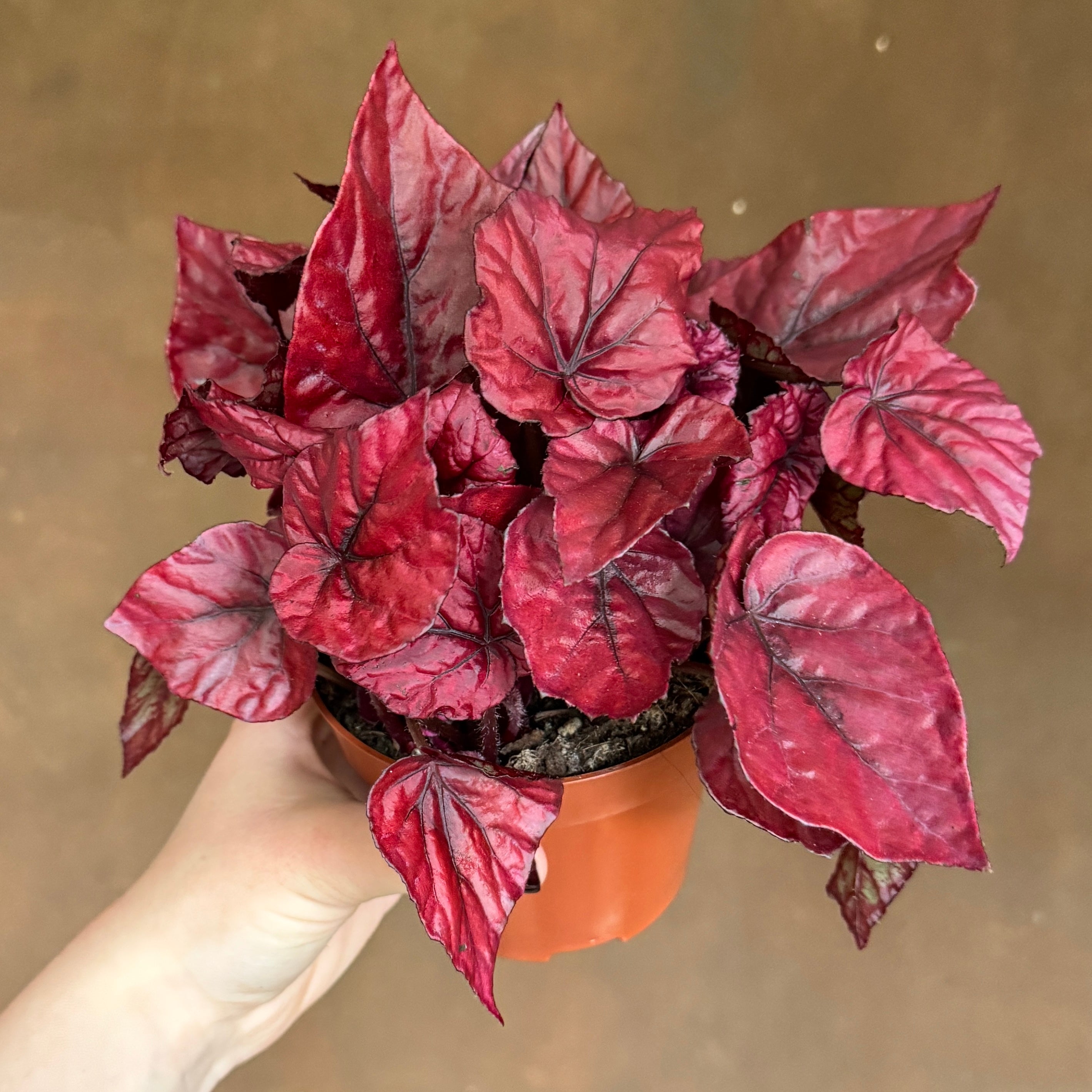 Begonia rex 'Inca Flame'