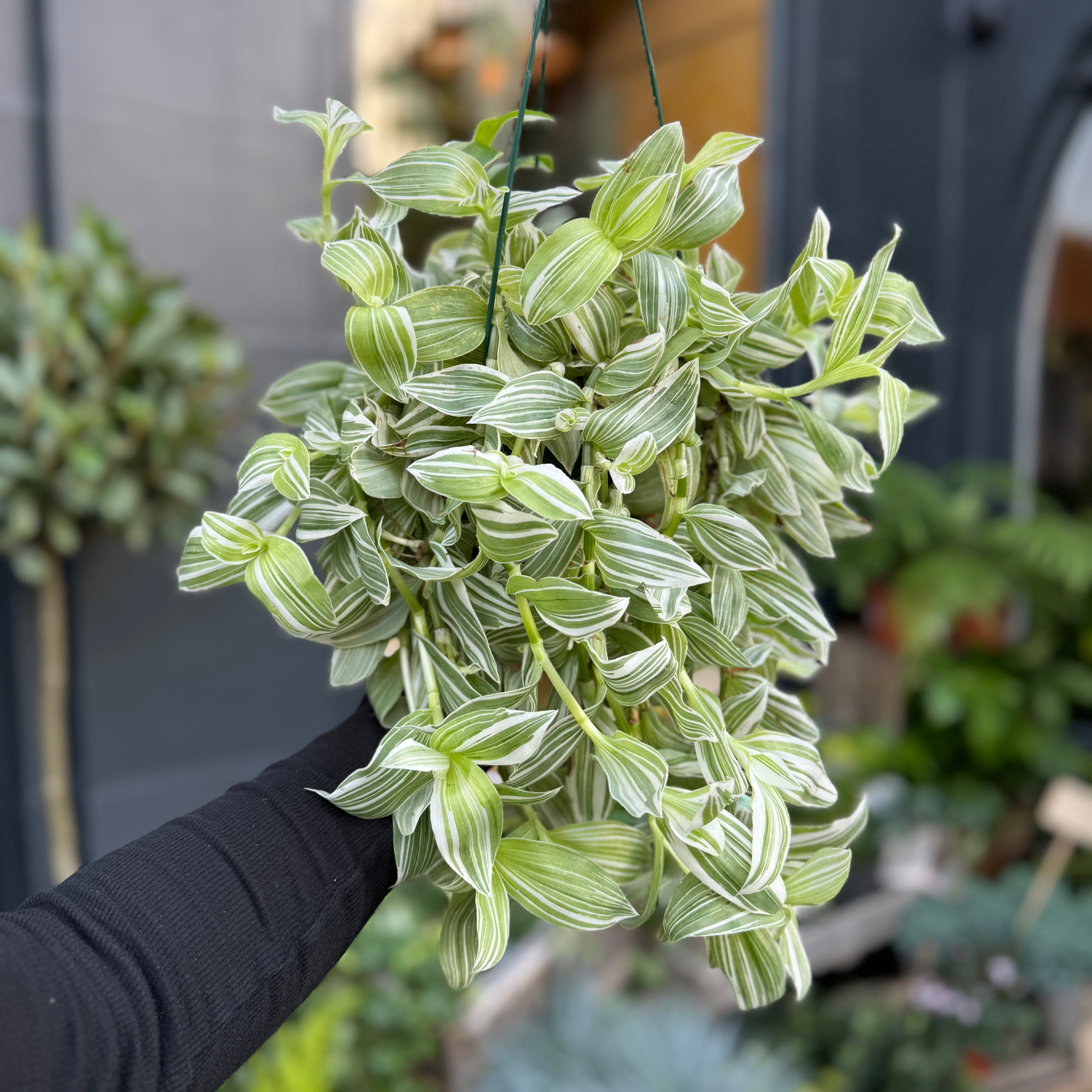 Tradescantia albiflora 'Albovittata'