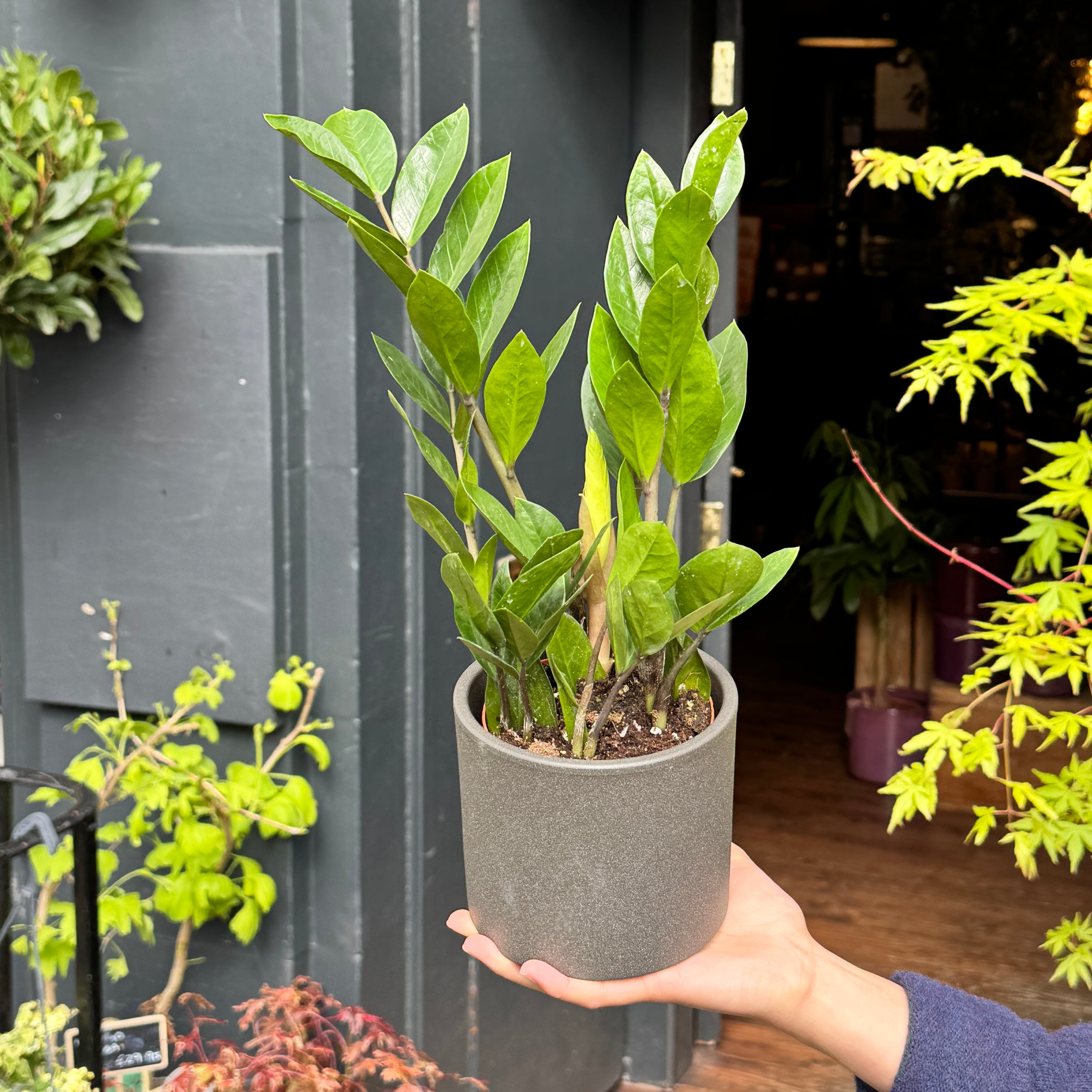 Zamioculcas zamiifolia (12cm pot)