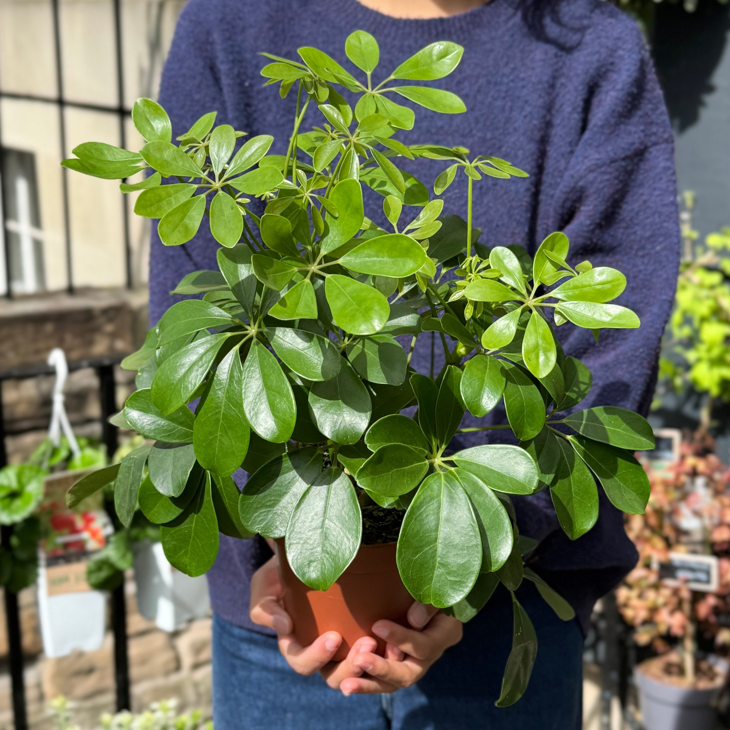 Person holding a potted Schefflera Umbrella Plant in an outdoor setting with other plants in the background