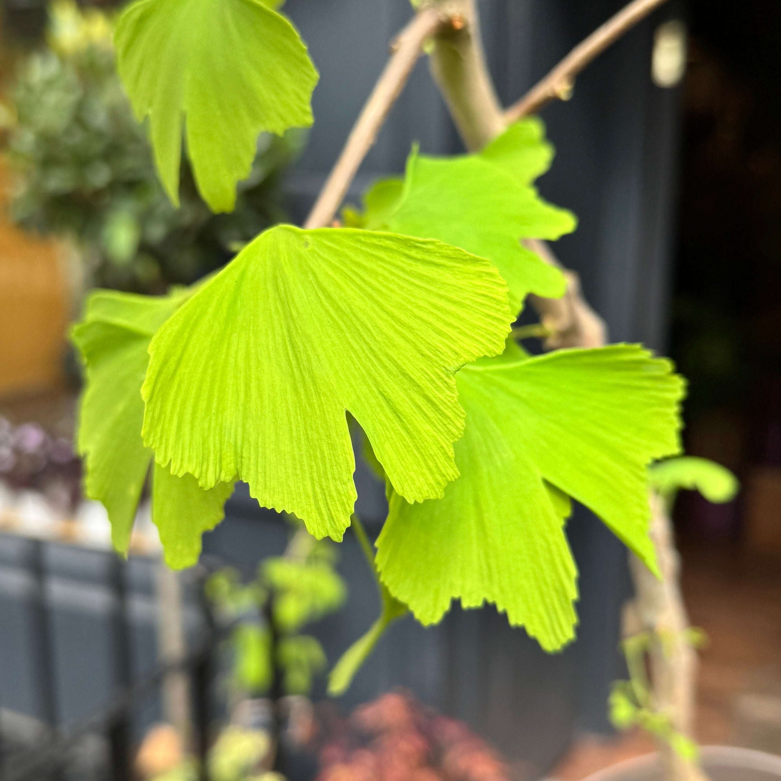 Ginkgo biloba