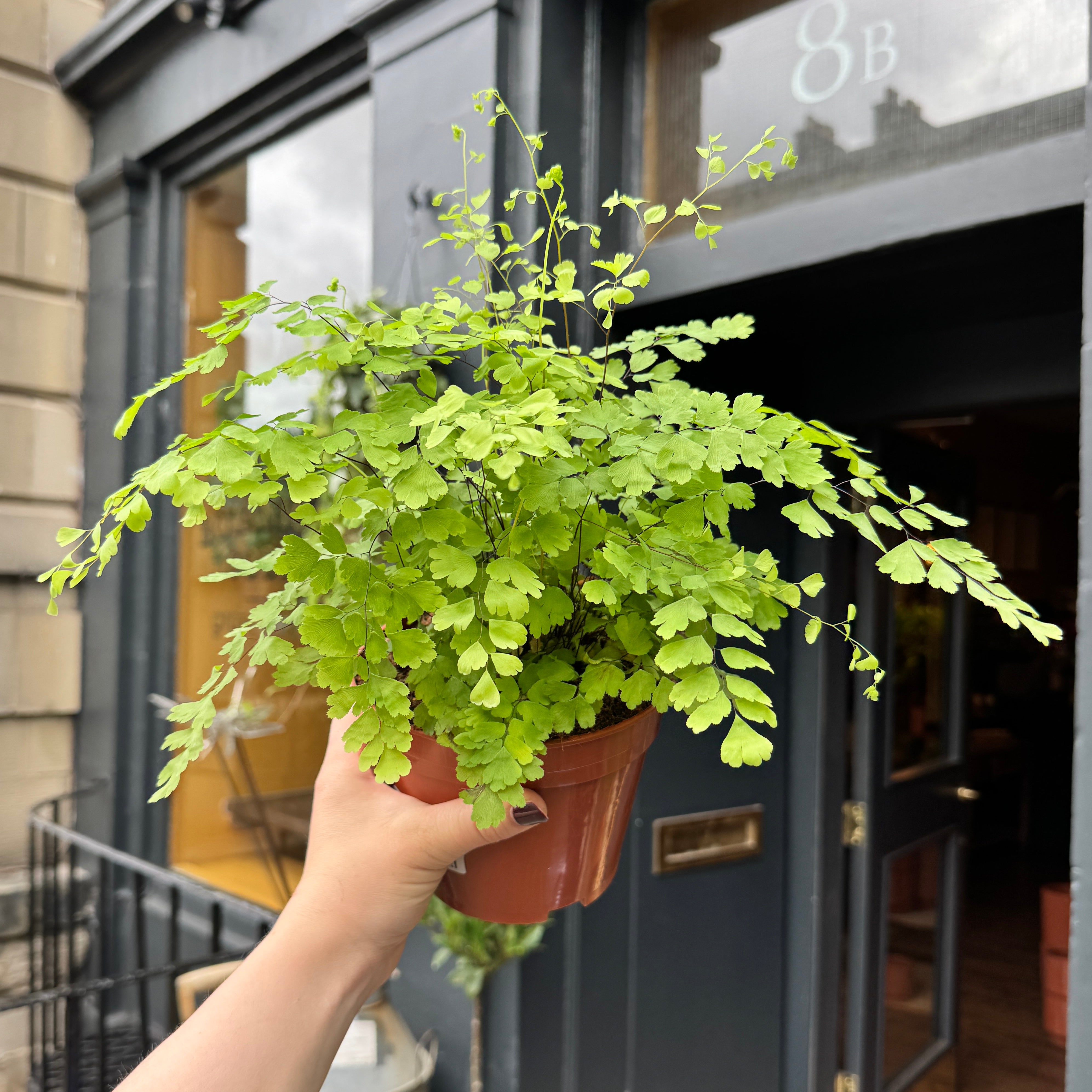 Adiantum raddianum (14cm pot)