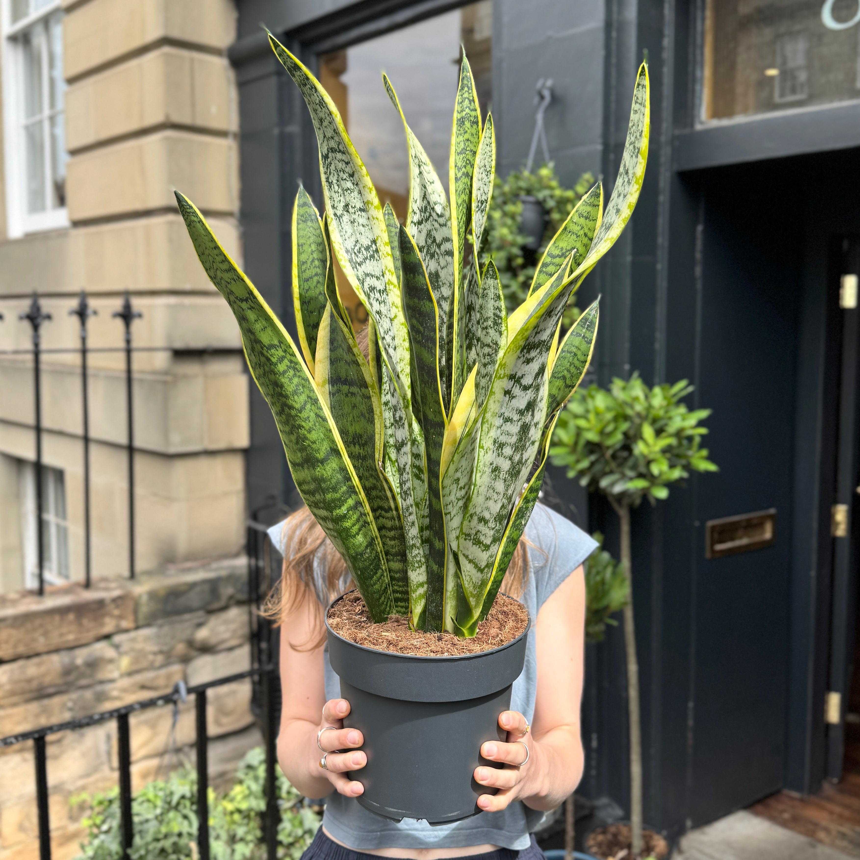 Sansevieria ‘Laurentii’