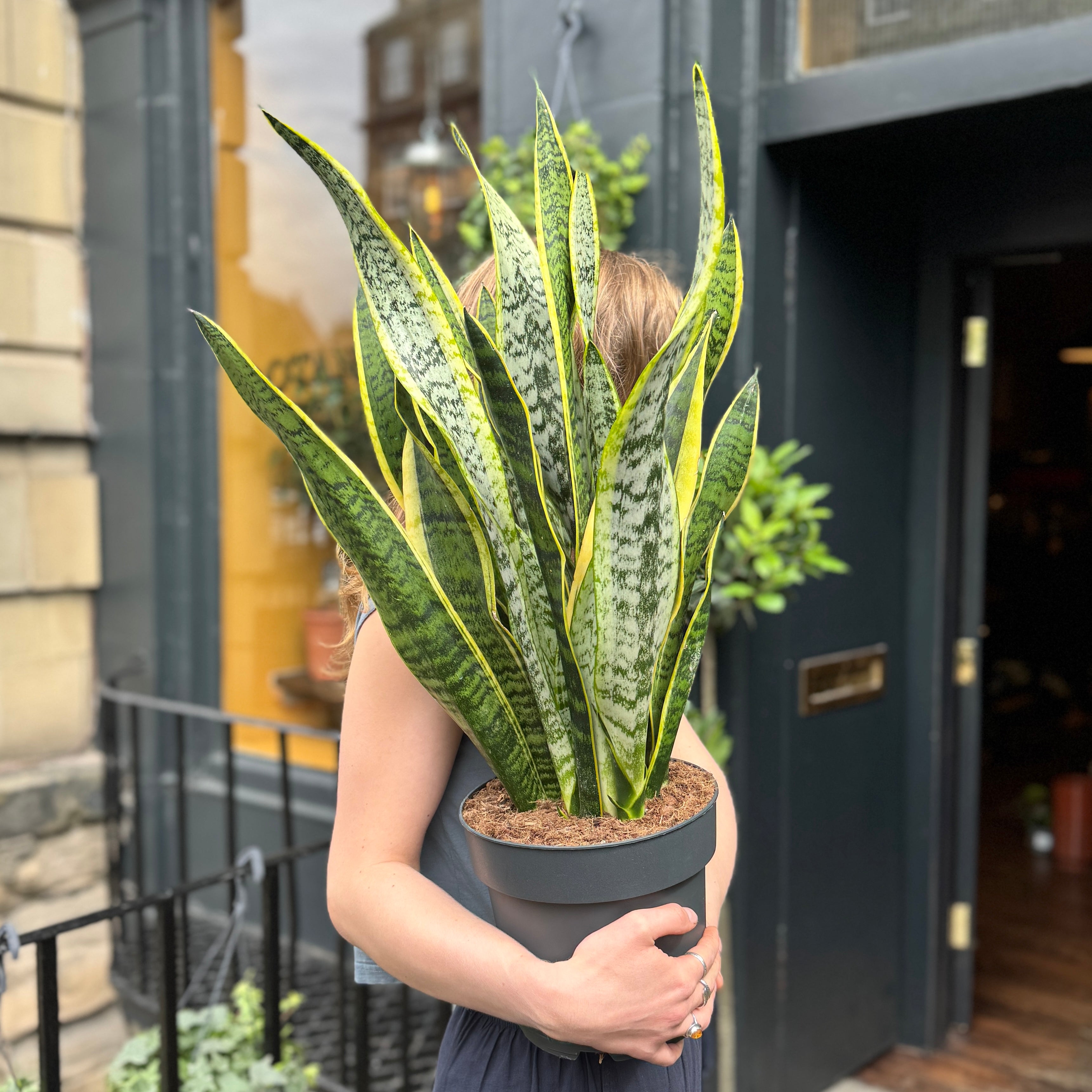 Sansevieria ‘Laurentii’