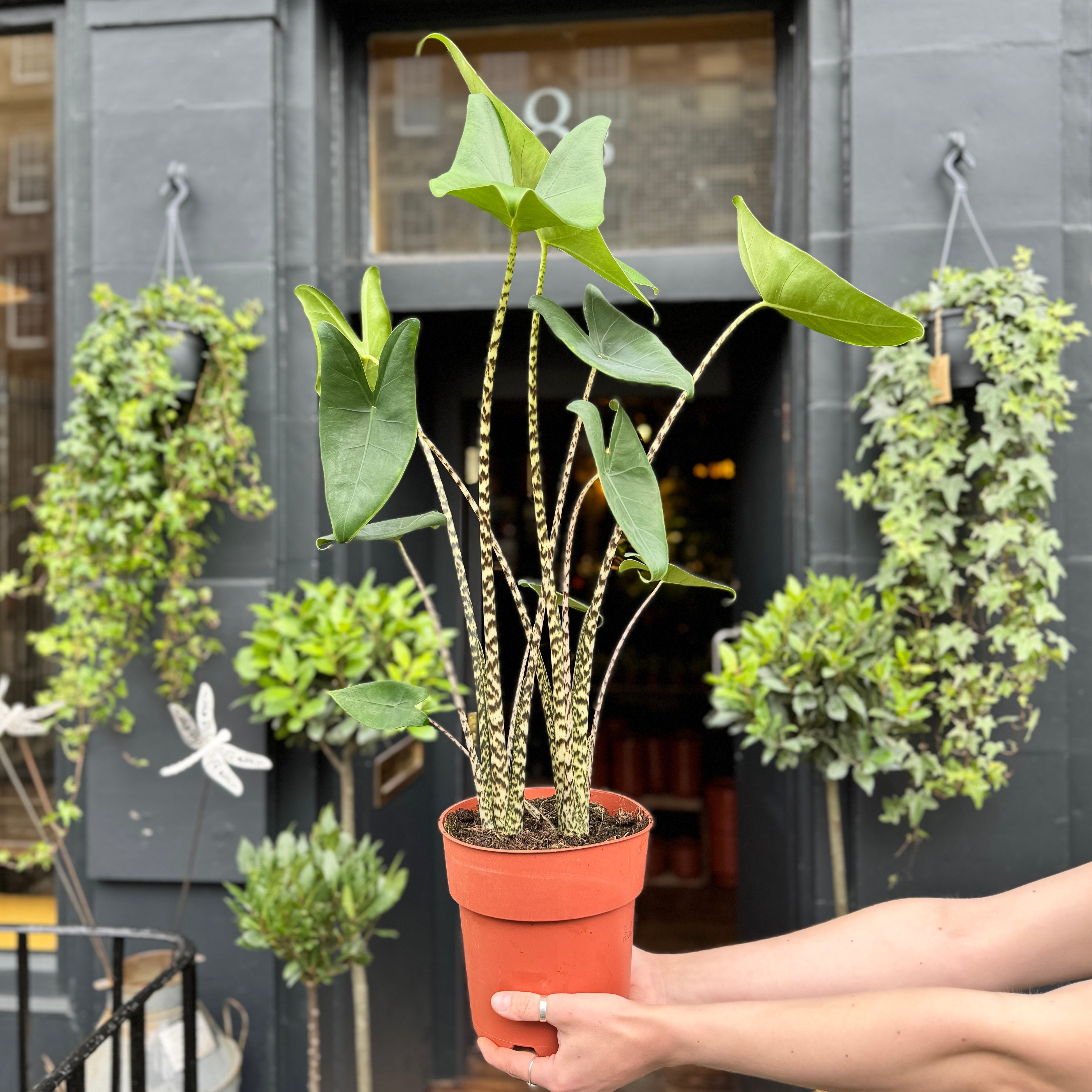 Alocasia zebrina (19cm pot)