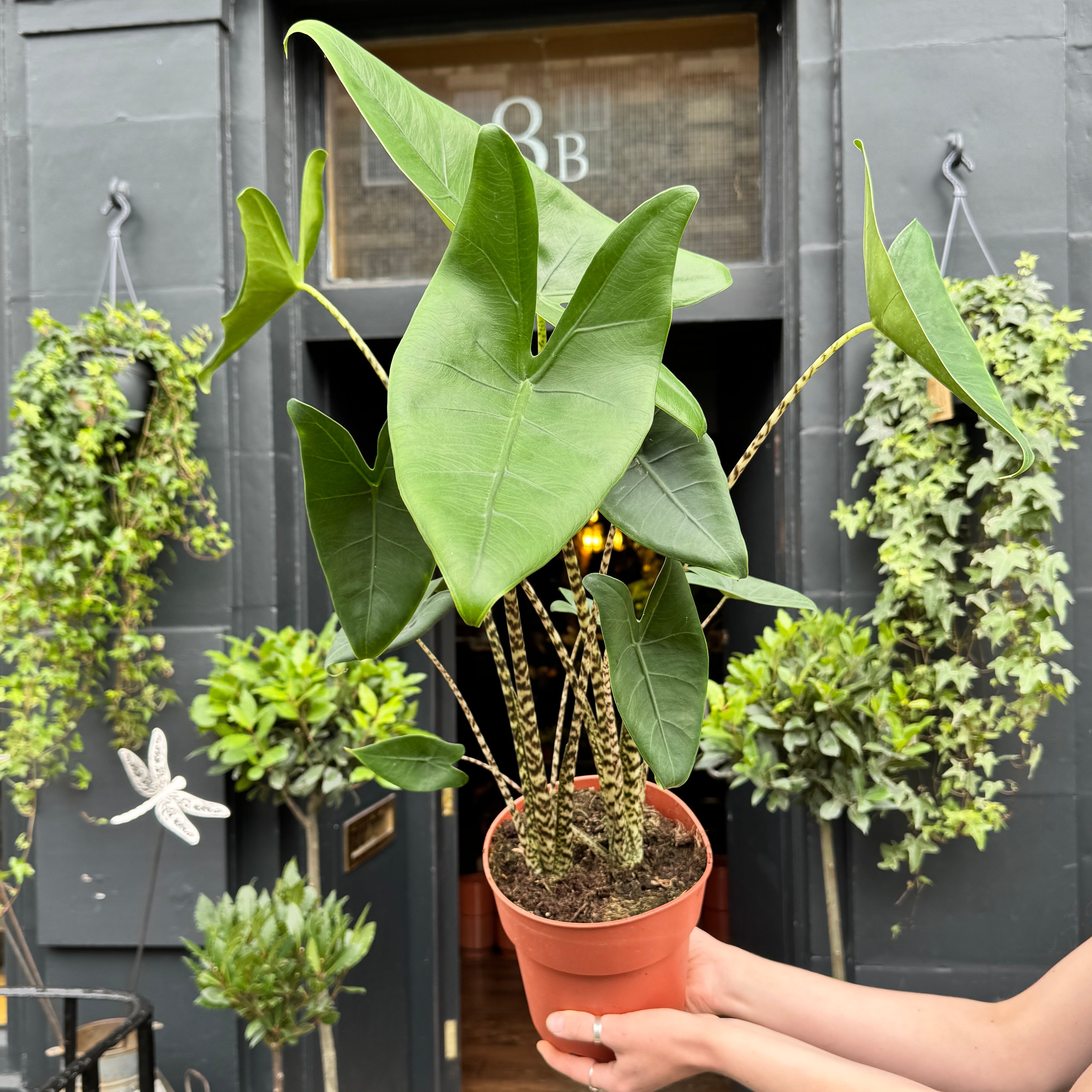 Alocasia zebrina (19cm pot)