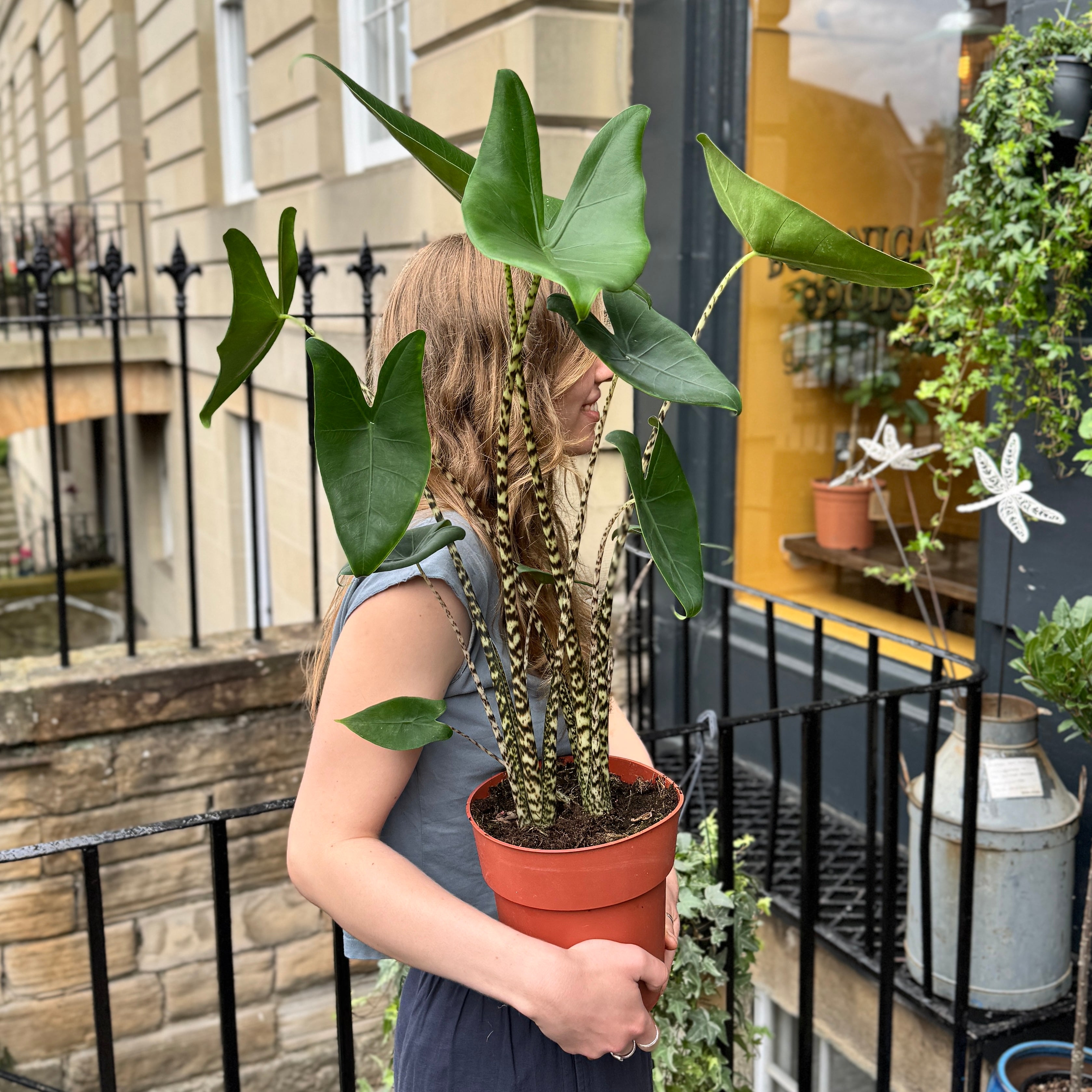 Alocasia zebrina (19cm pot)