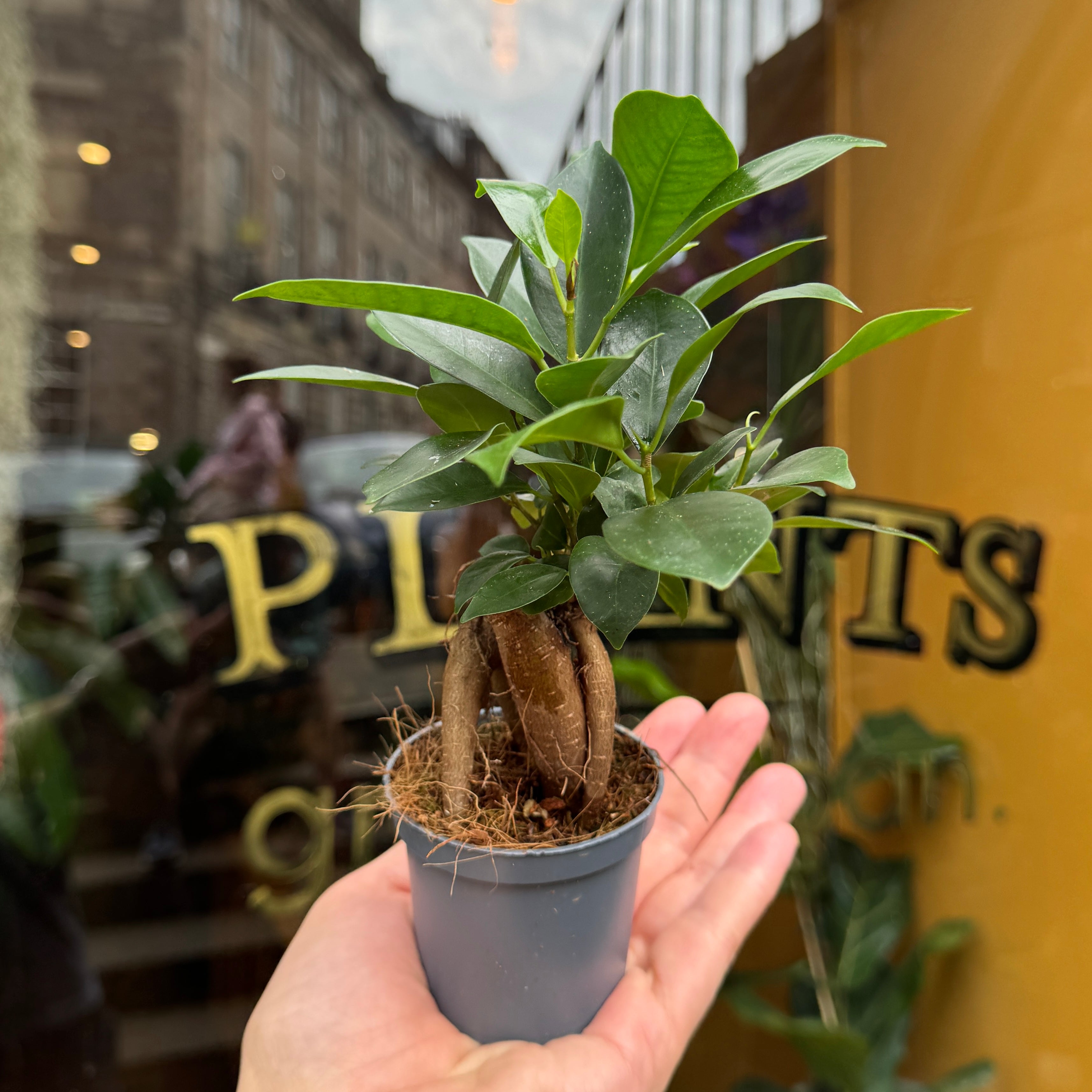 Ficus microcarpa ‘Ginseng’ (7cm pot)