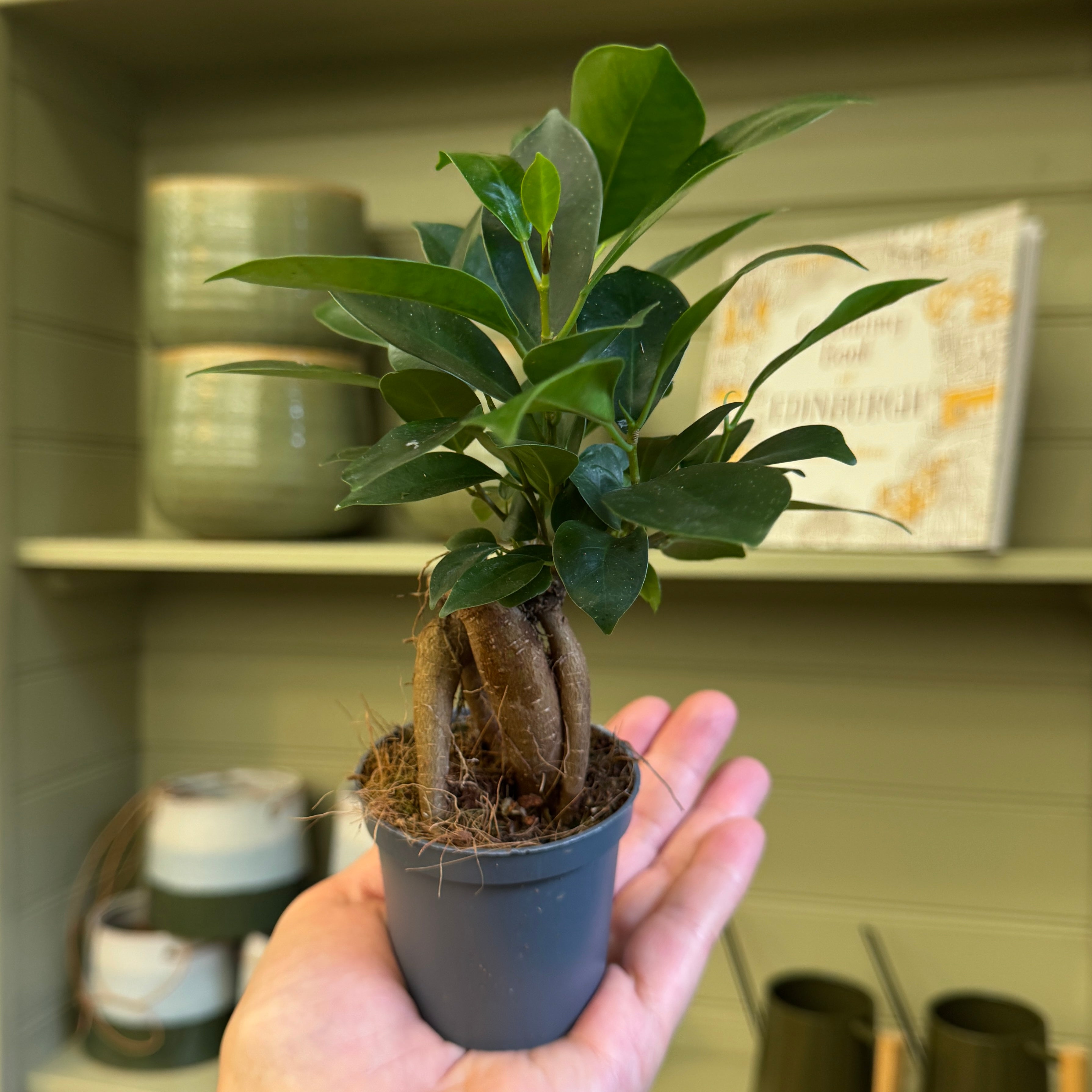 Ficus microcarpa ‘Ginseng’ (7cm pot)