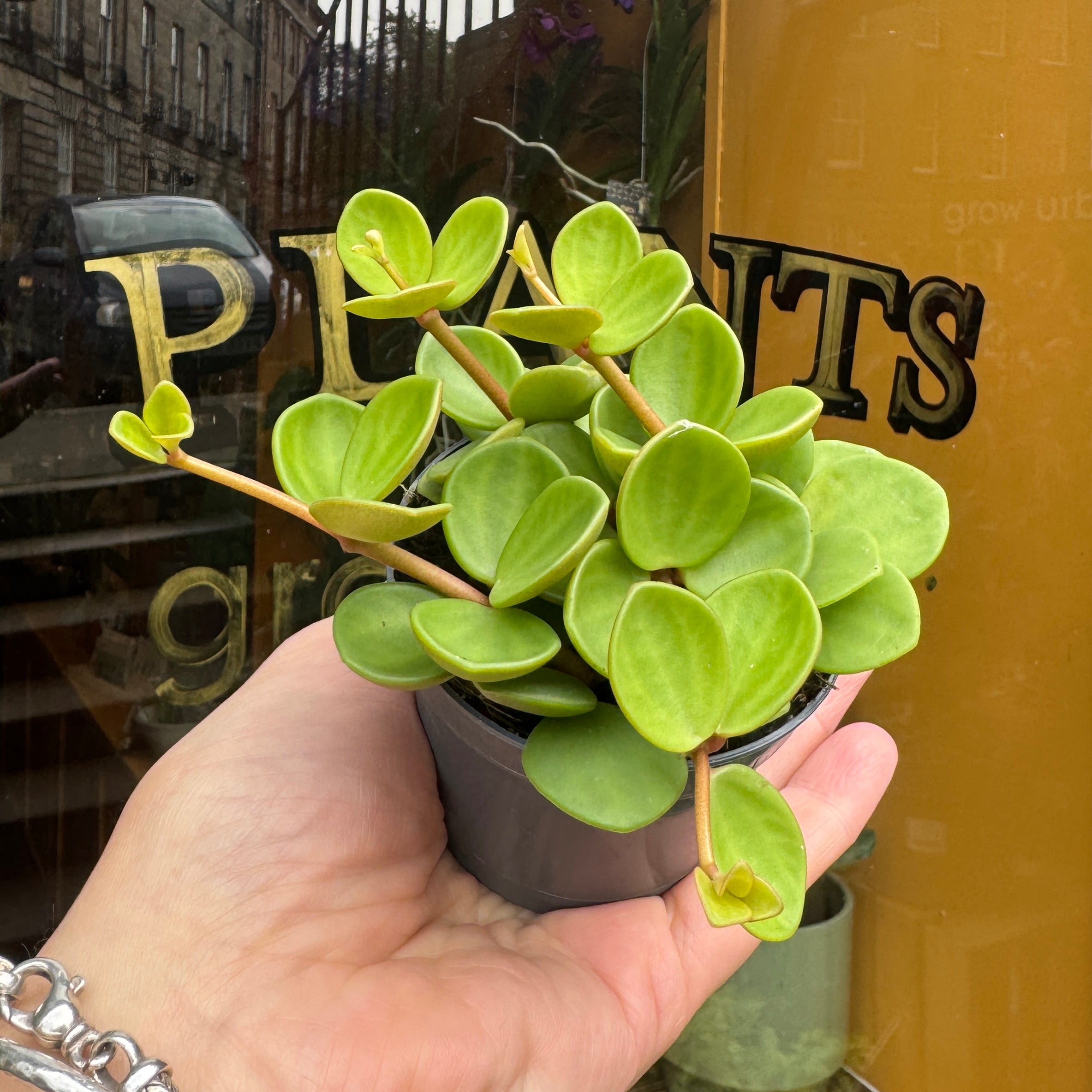 Peperomia 'Hope' (8.5cm pot)
