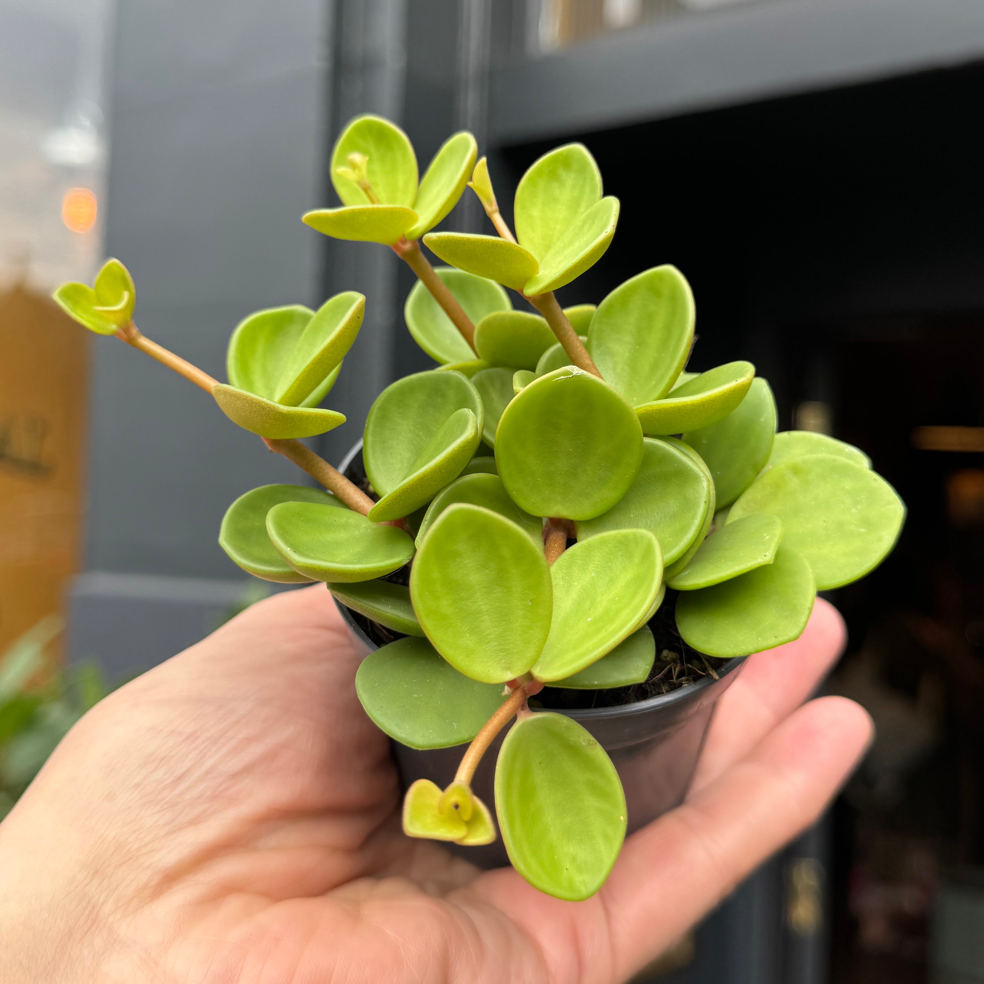 Peperomia 'Hope' (8.5cm pot)
