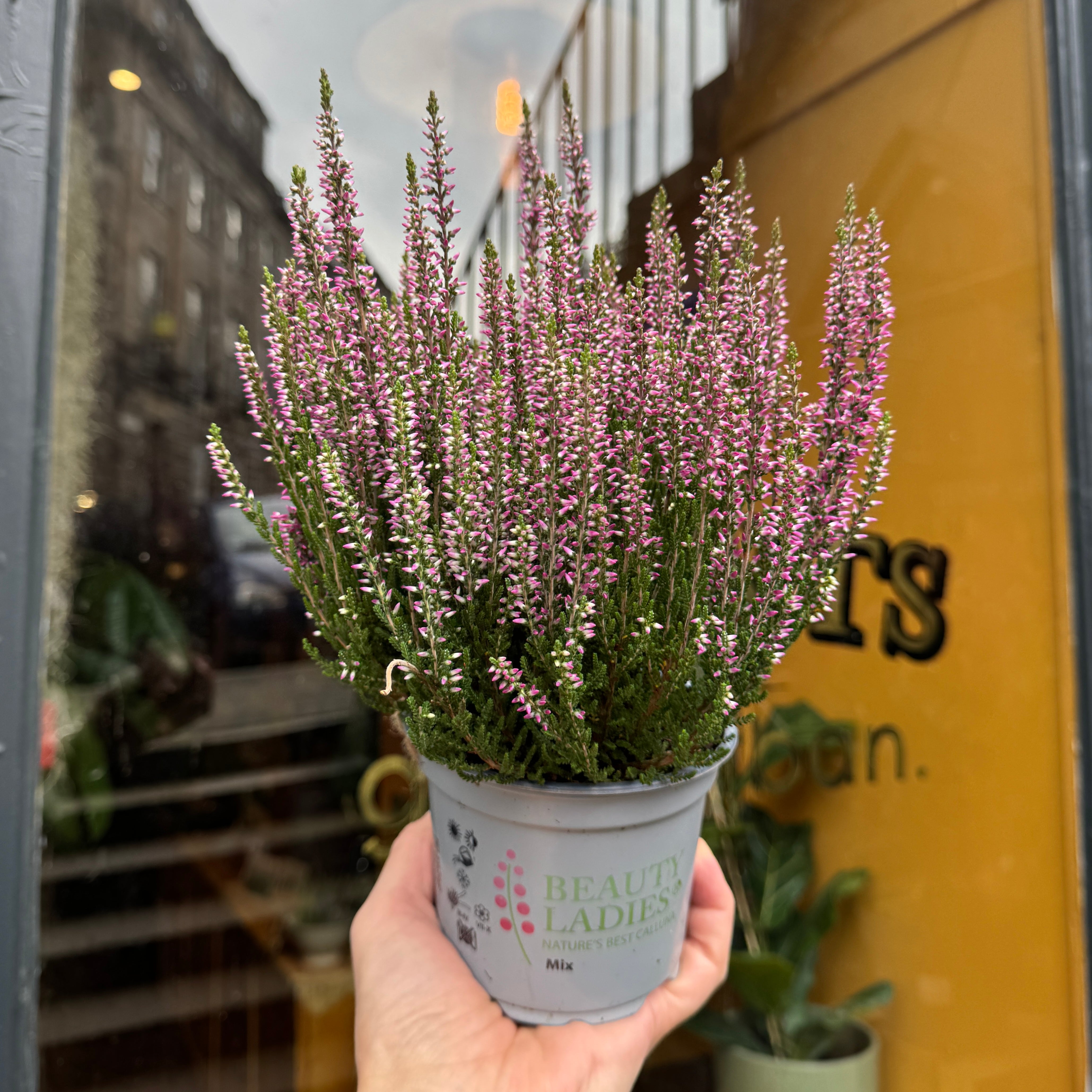 Calluna 'Beauty Ladies Purple'