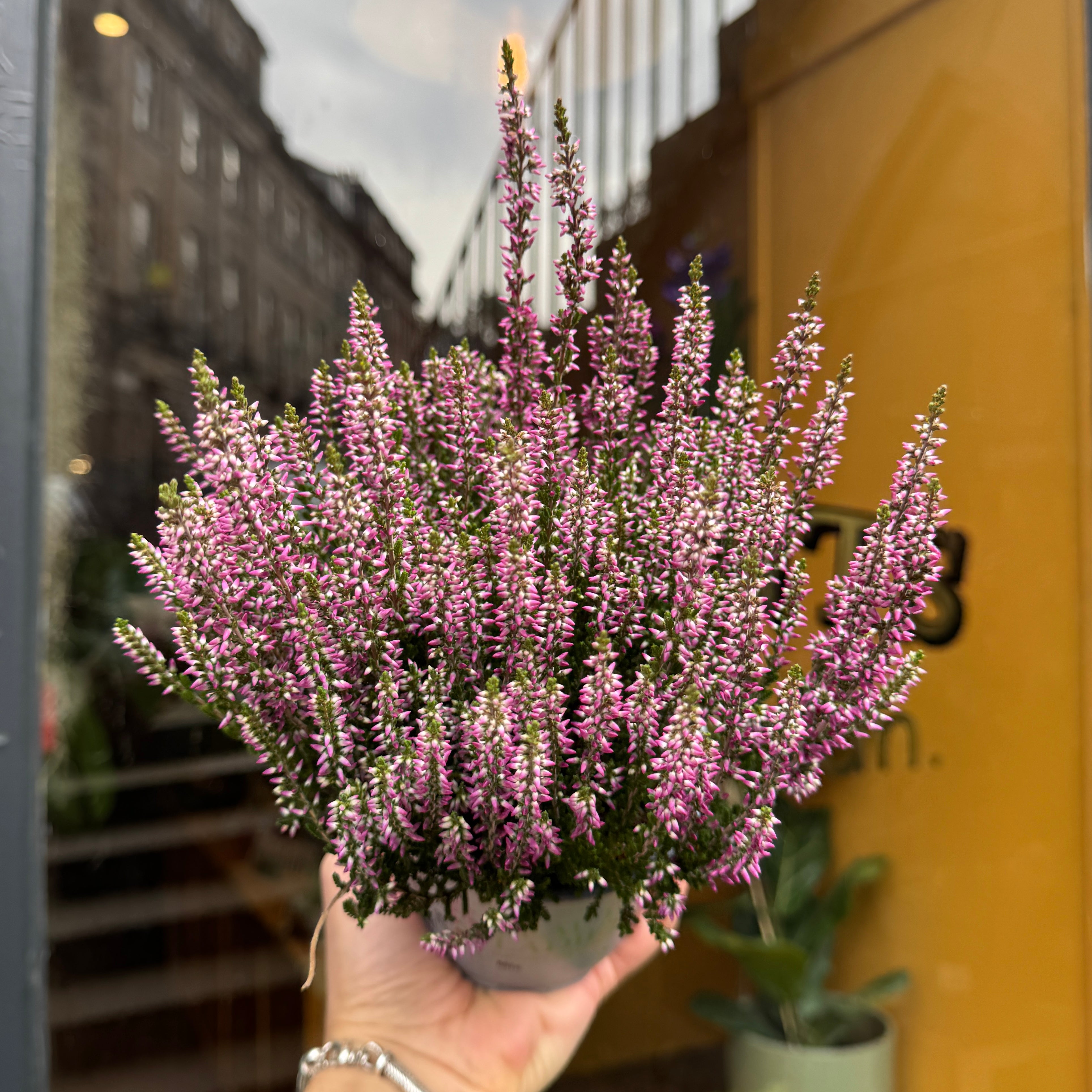 Calluna 'Beauty Ladies Purple'