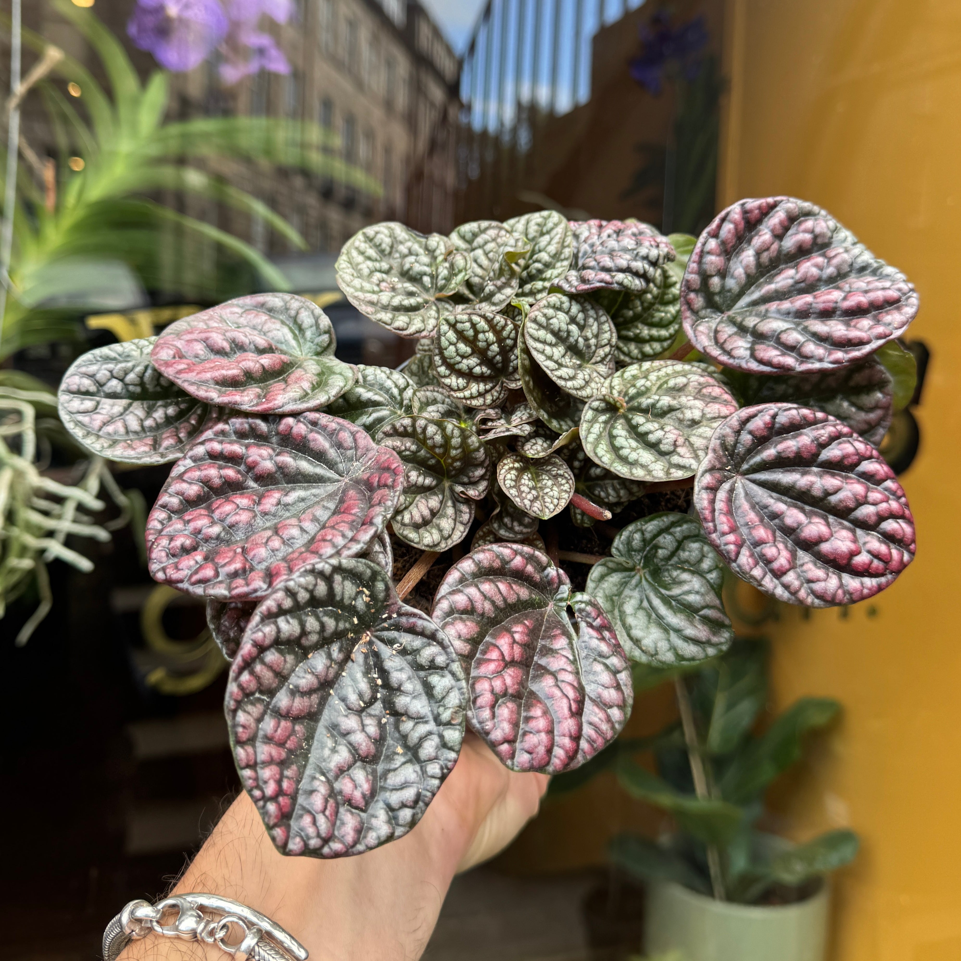 Peperomia 'Lucinda'
