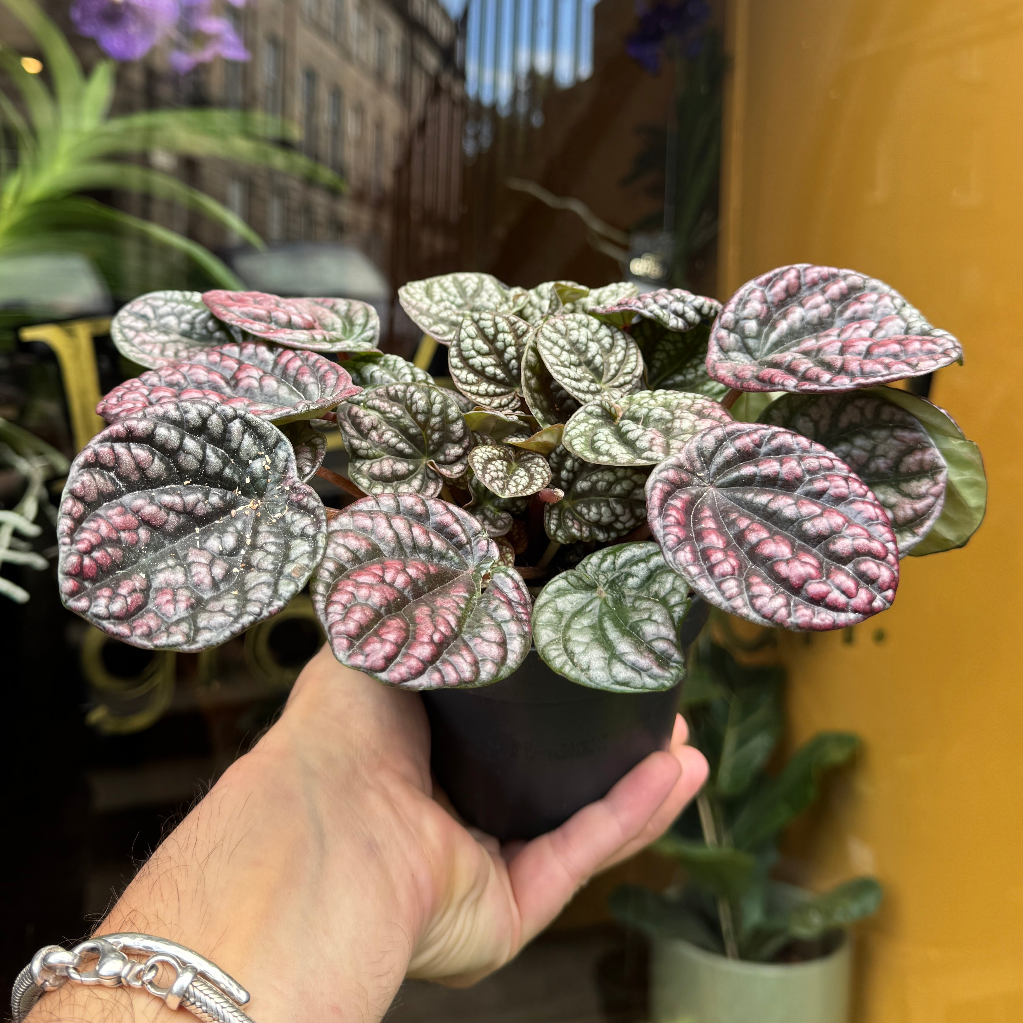 Peperomia 'Lucinda'