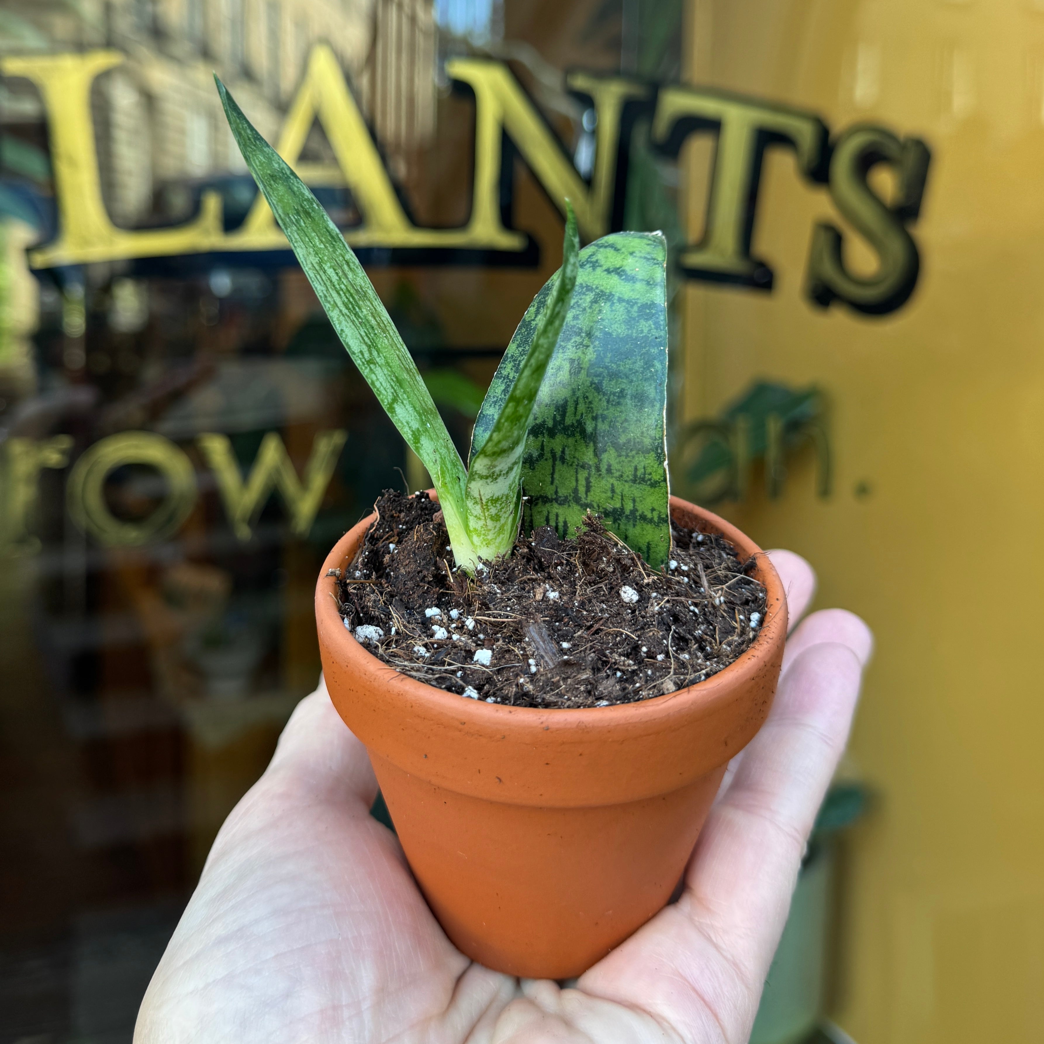 Sansevieria ‘Everest' (in terracotta pot)