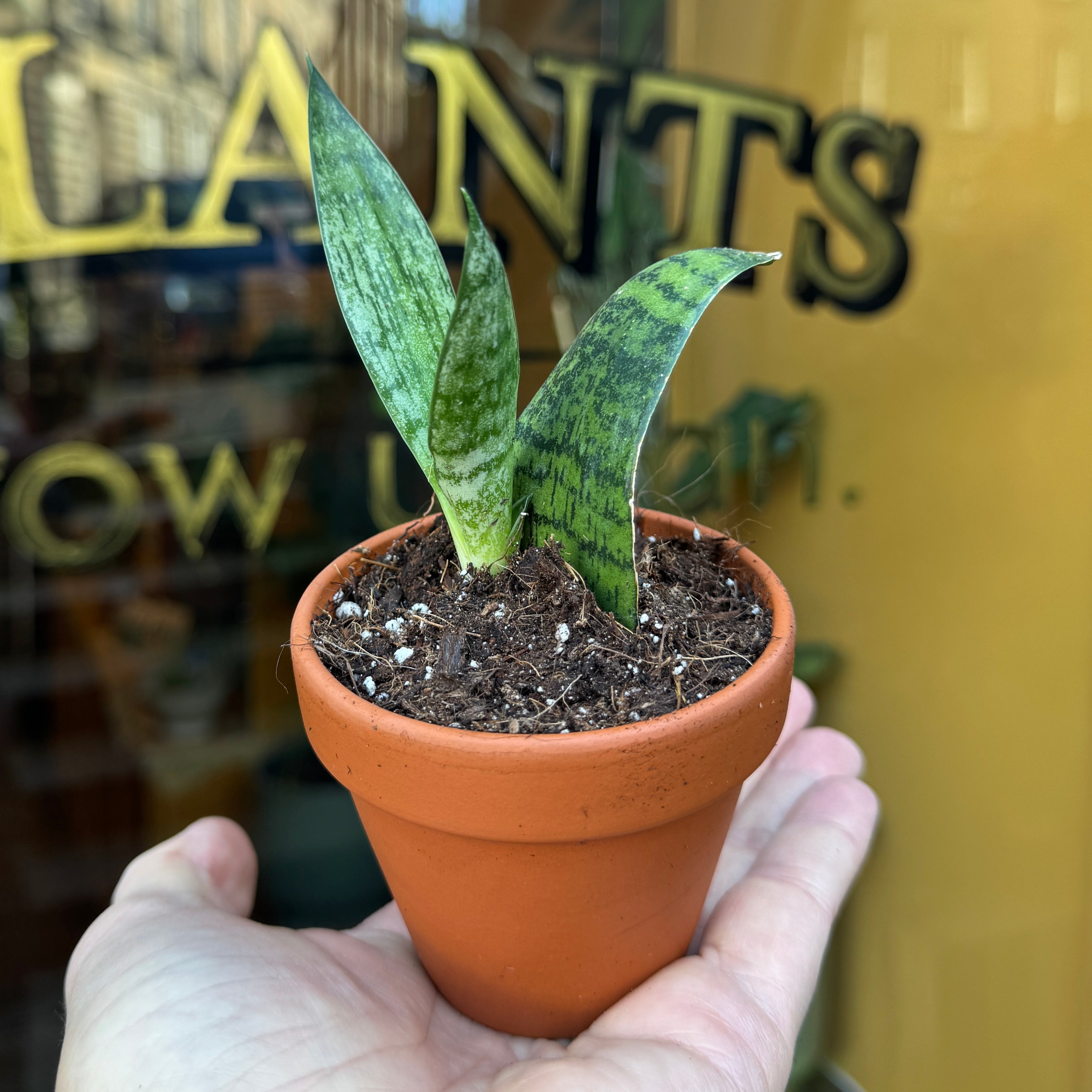 Sansevieria ‘Everest' (in terracotta pot)