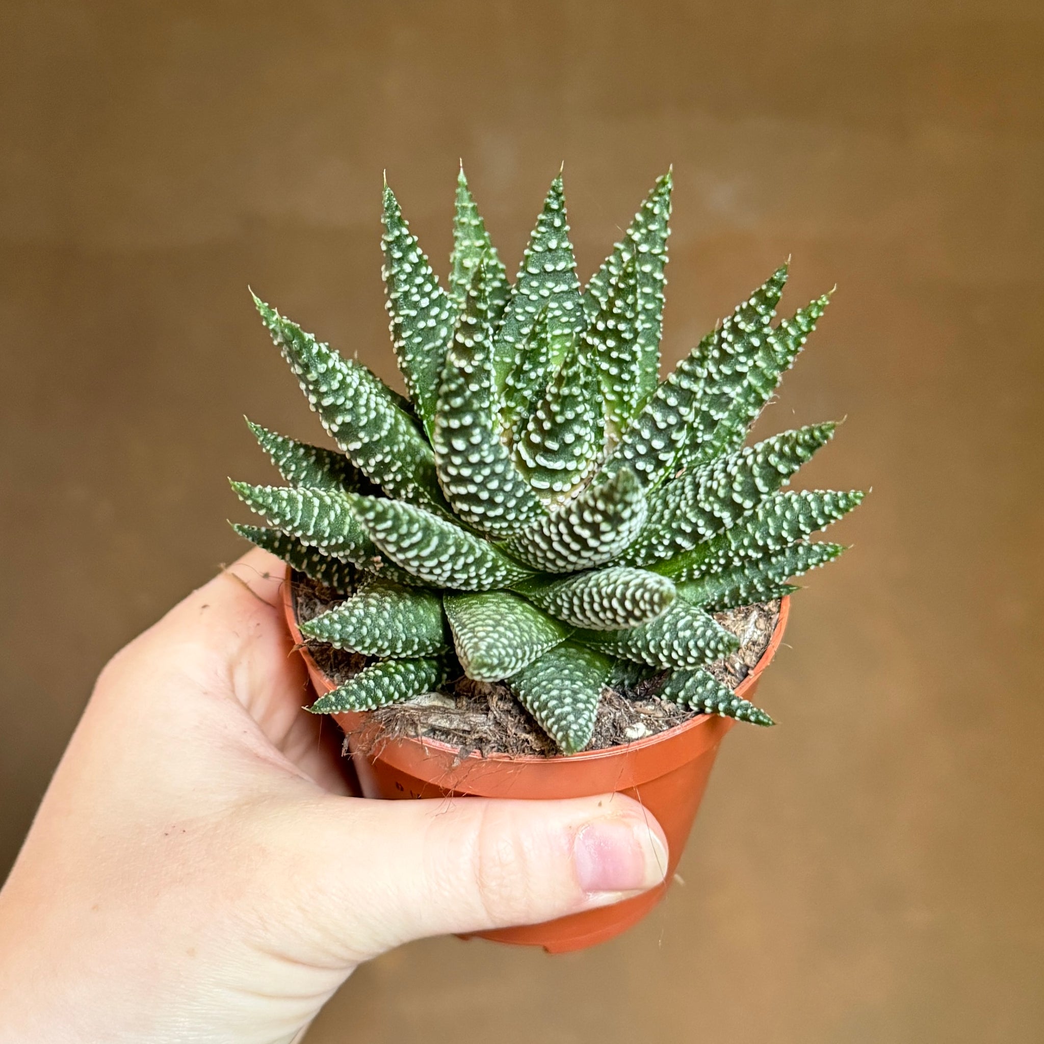 royal albert succulent Haworthia fasciata 'Royal Albert'